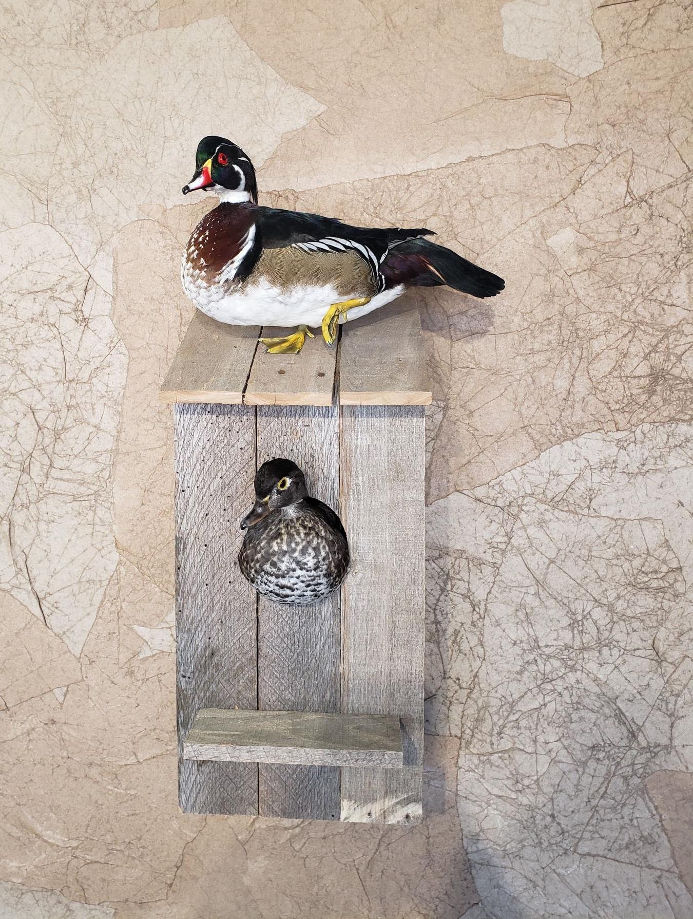 Duck and duckling on a wooden nesting box against a textured wall; the adult duck is colorful.