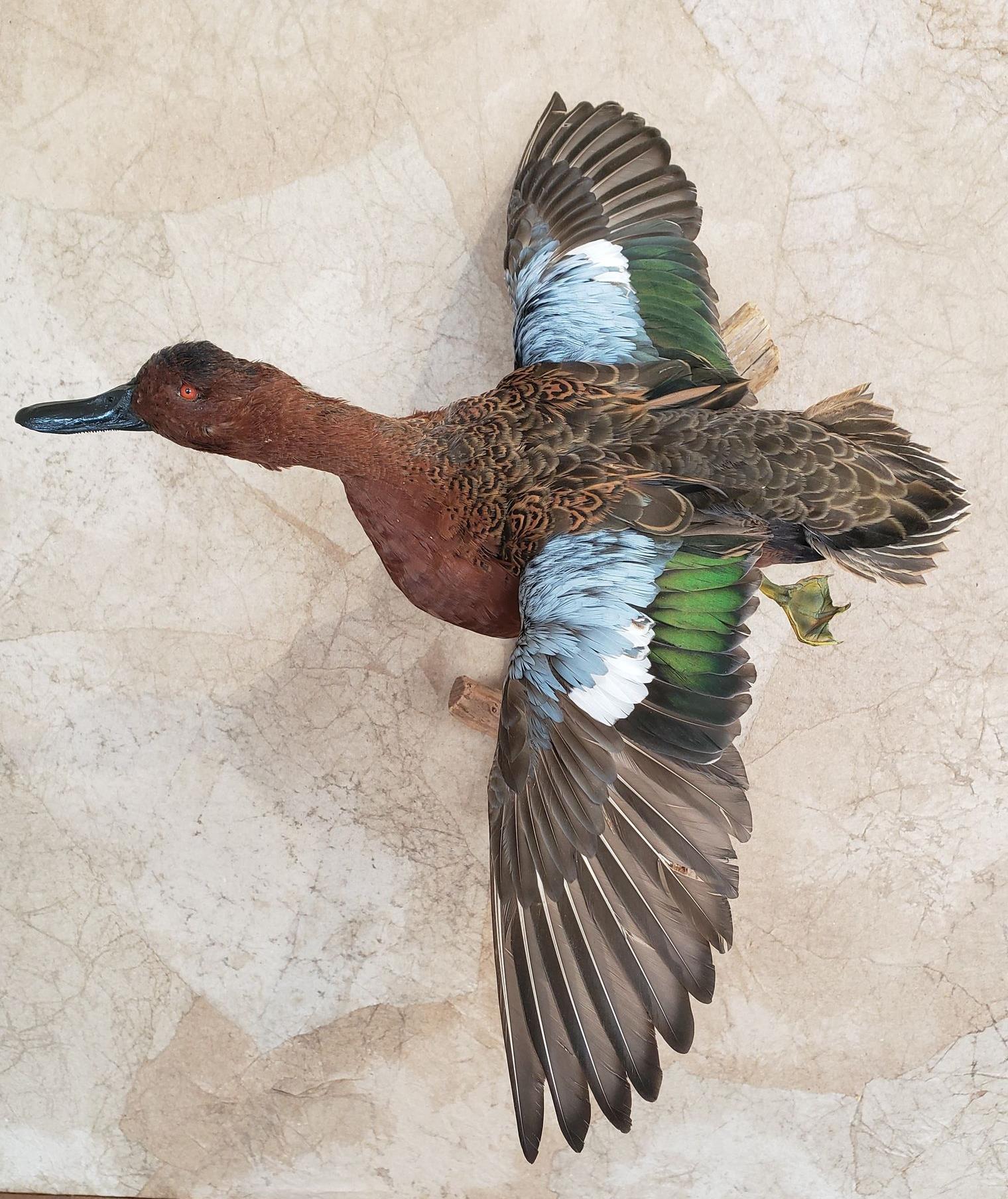 Taxidermied cinnamon teal in flight, wings spread, mounted on a wall.