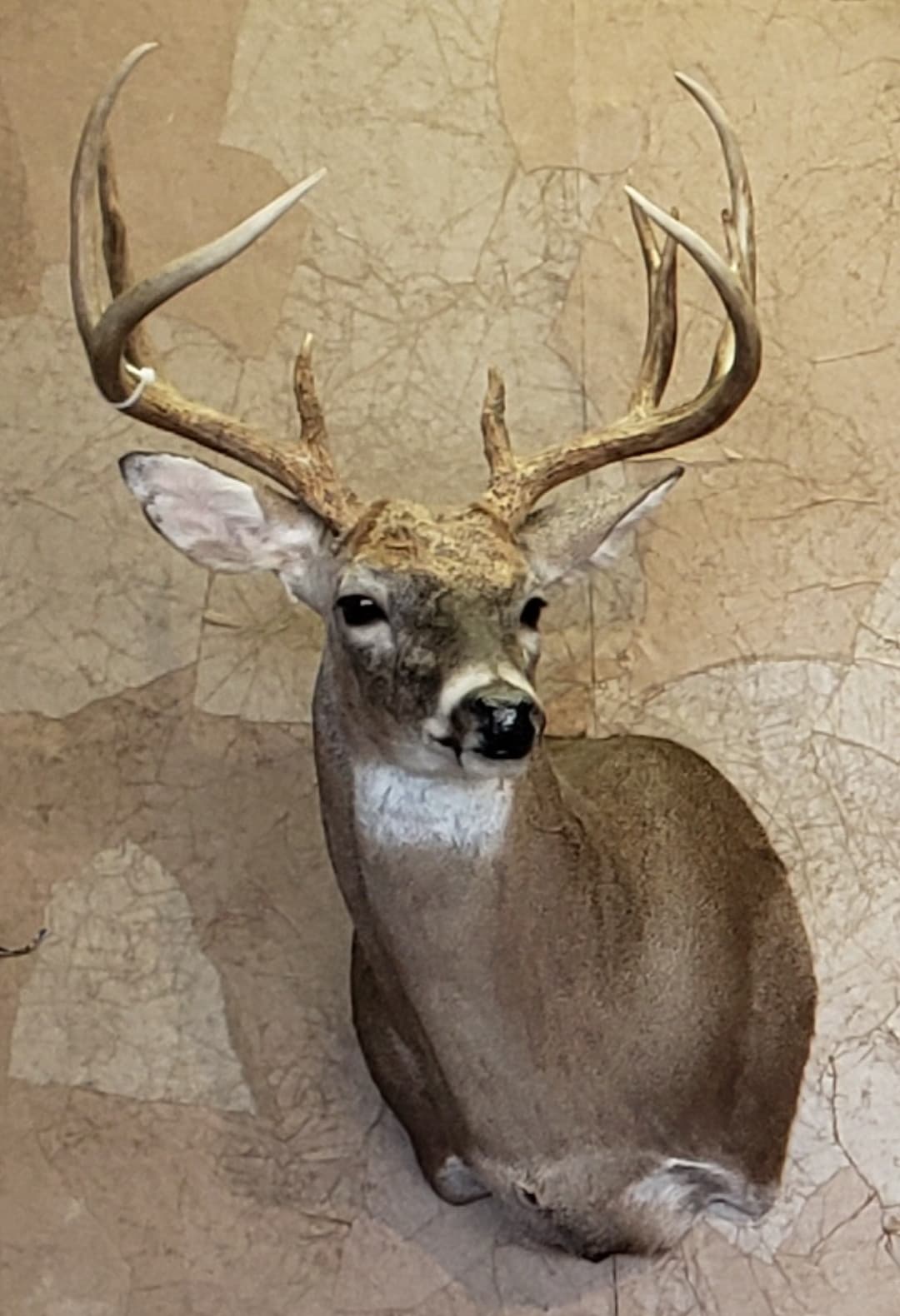 Taxidermied deer head with large antlers mounted on a textured wall.