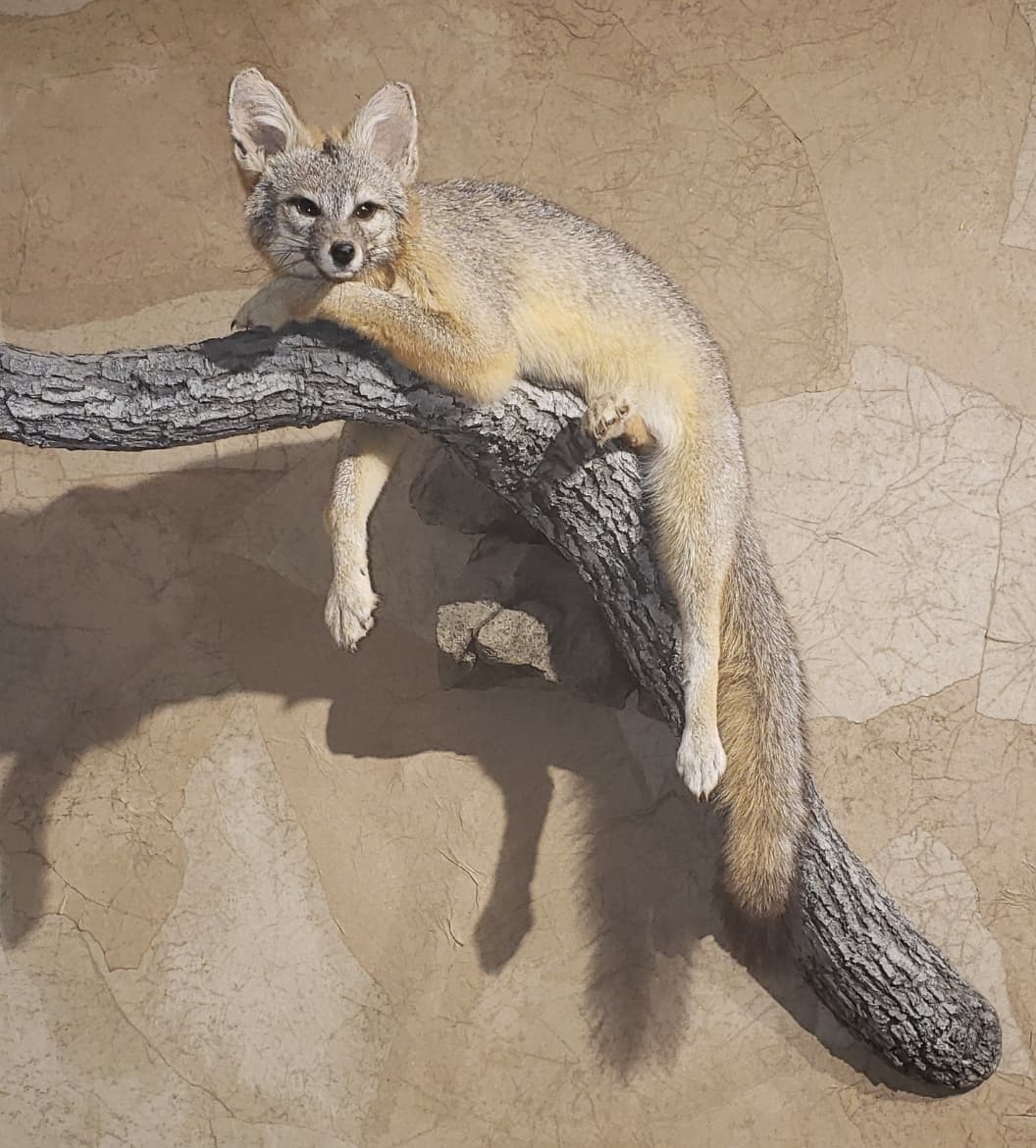 Fox taxidermy on a branch, gazing at the viewer; light gray fur, beige background.