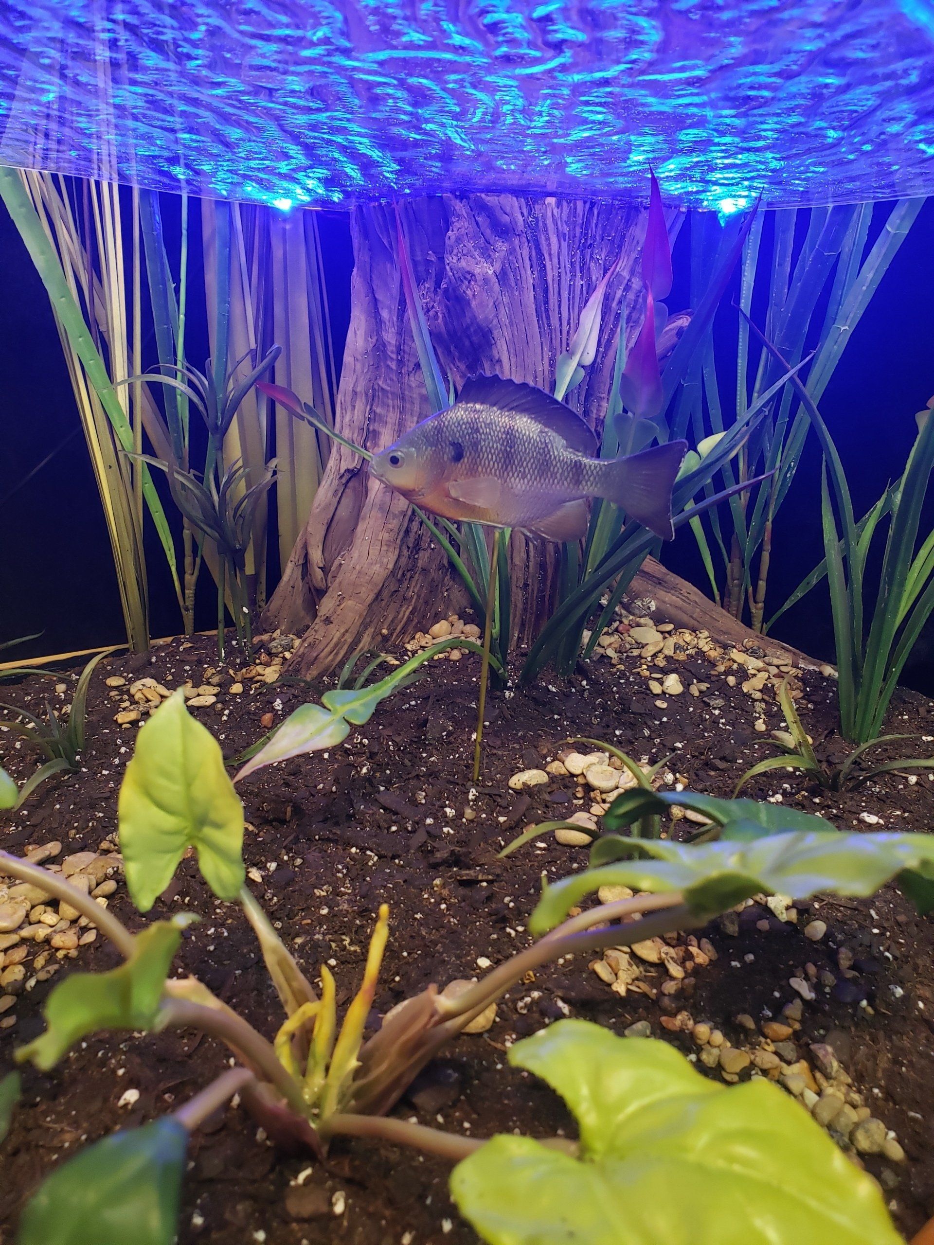 Fish in an aquarium with plants and a wooden structure. Blue lighting.