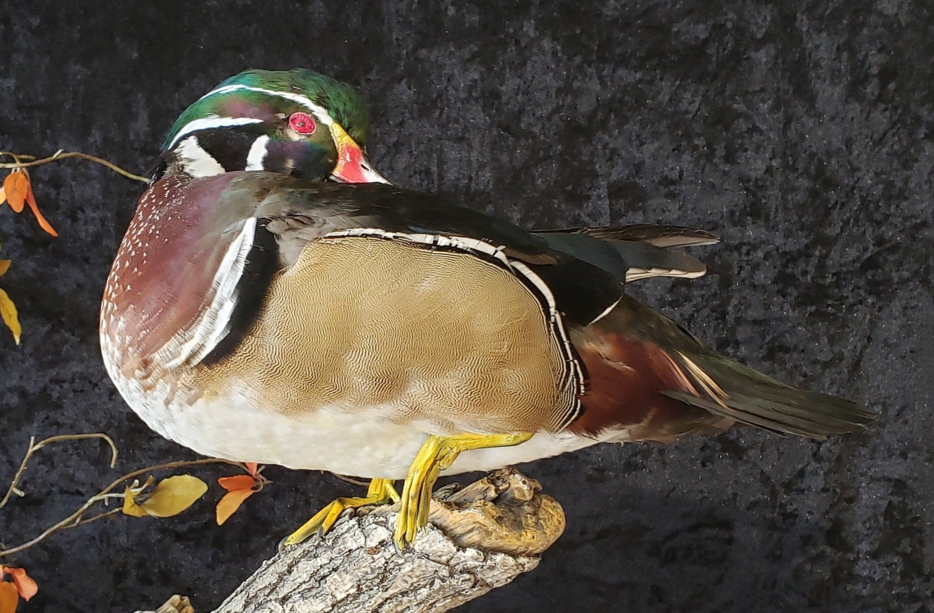 Wood duck with colorful plumage perched on a branch against a dark backdrop.
