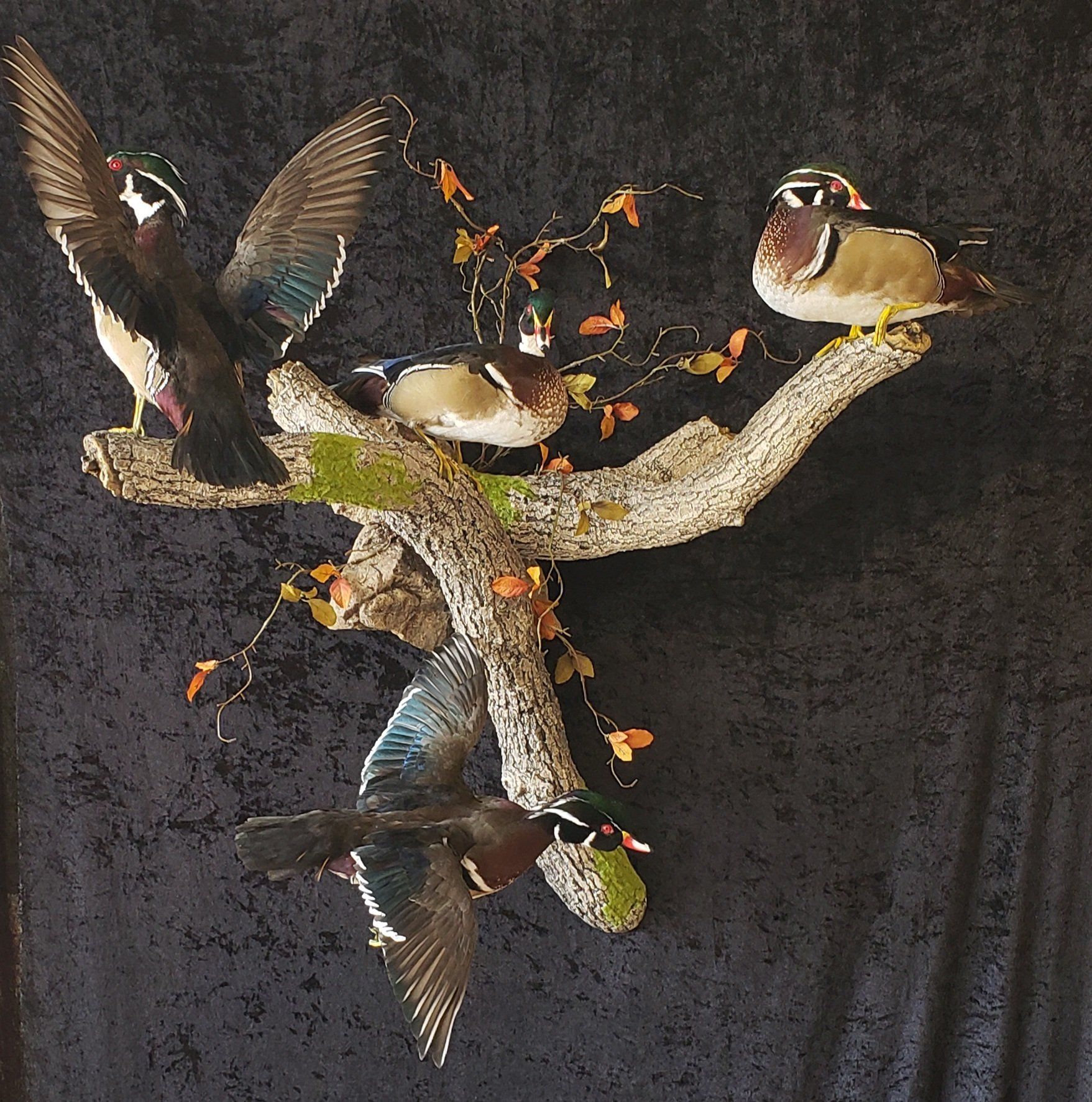 Taxidermied wood ducks on a branch with autumn leaves against a dark background.
