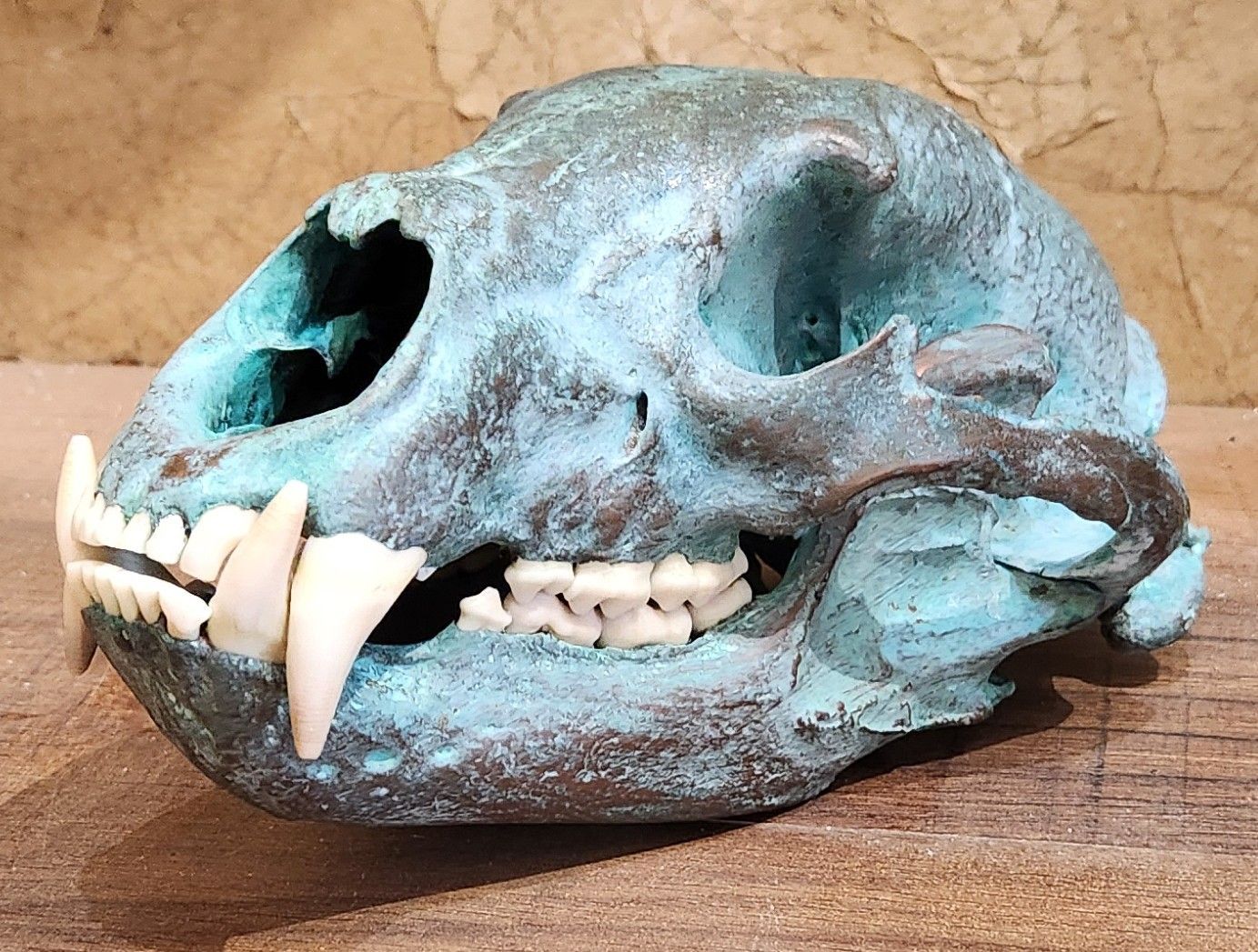 Blue-green patinated animal skull with large white teeth, resting on a wooden surface.