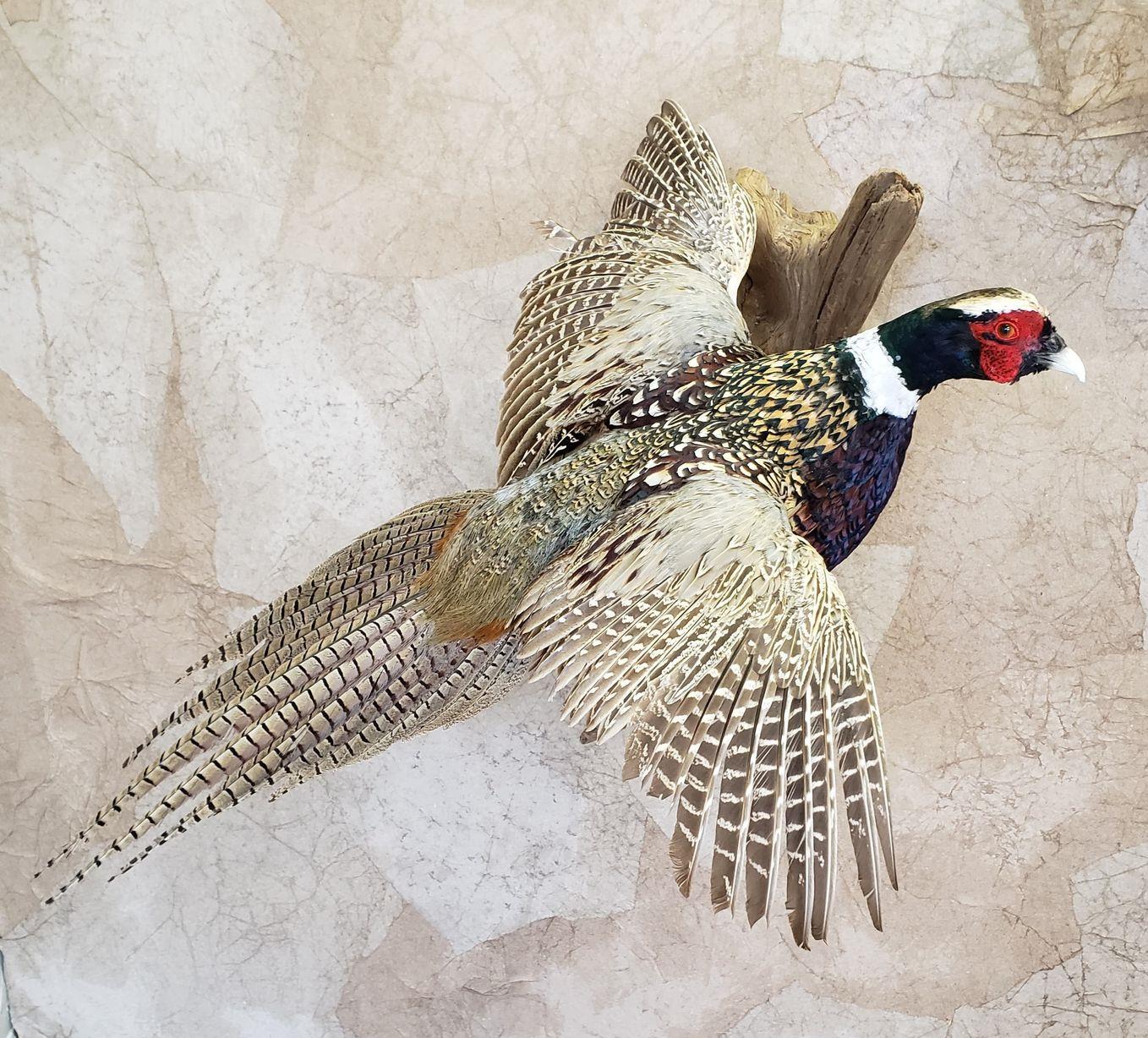 Male pheasant in flight, mounted on a wall. Brown and black feathers, red head, white collar.