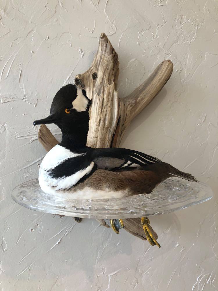 Taxidermied hooded merganser duck perched on a glass dish against a driftwood and gray wall.
