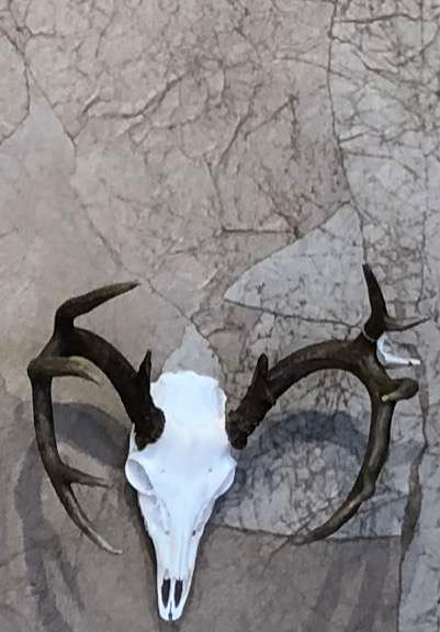 Deer skull with antlers mounted on a textured, tan-grey background. Antlers are dark brown; skull is white.