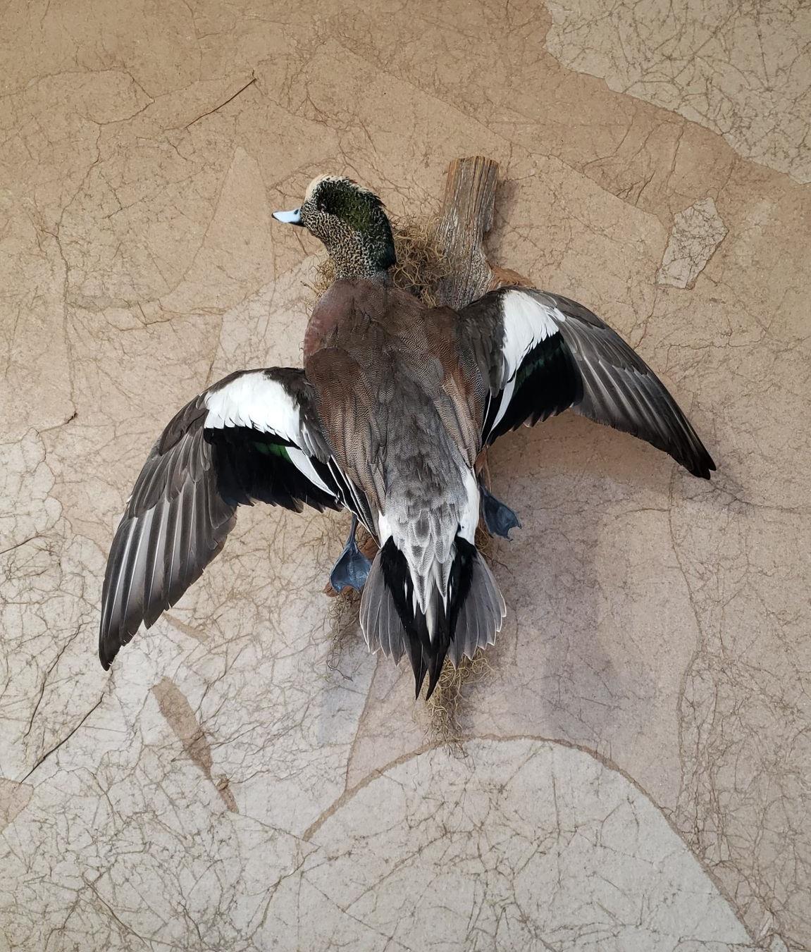 Taxidermied American Wigeon duck with outstretched wings, mounted on a textured wall.