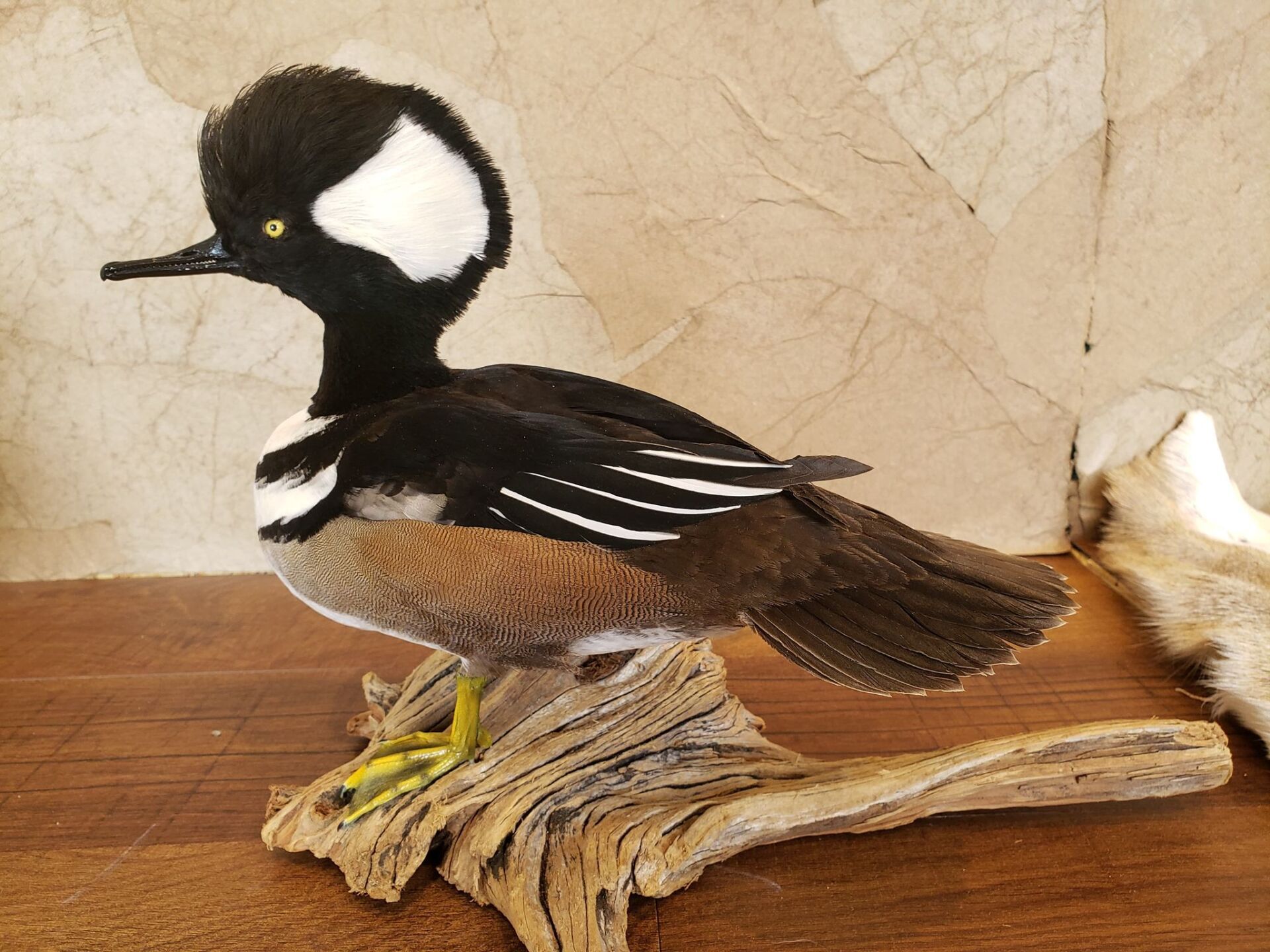 Taxidermied male hooded merganser perched on driftwood, black, white, and brown feathers.