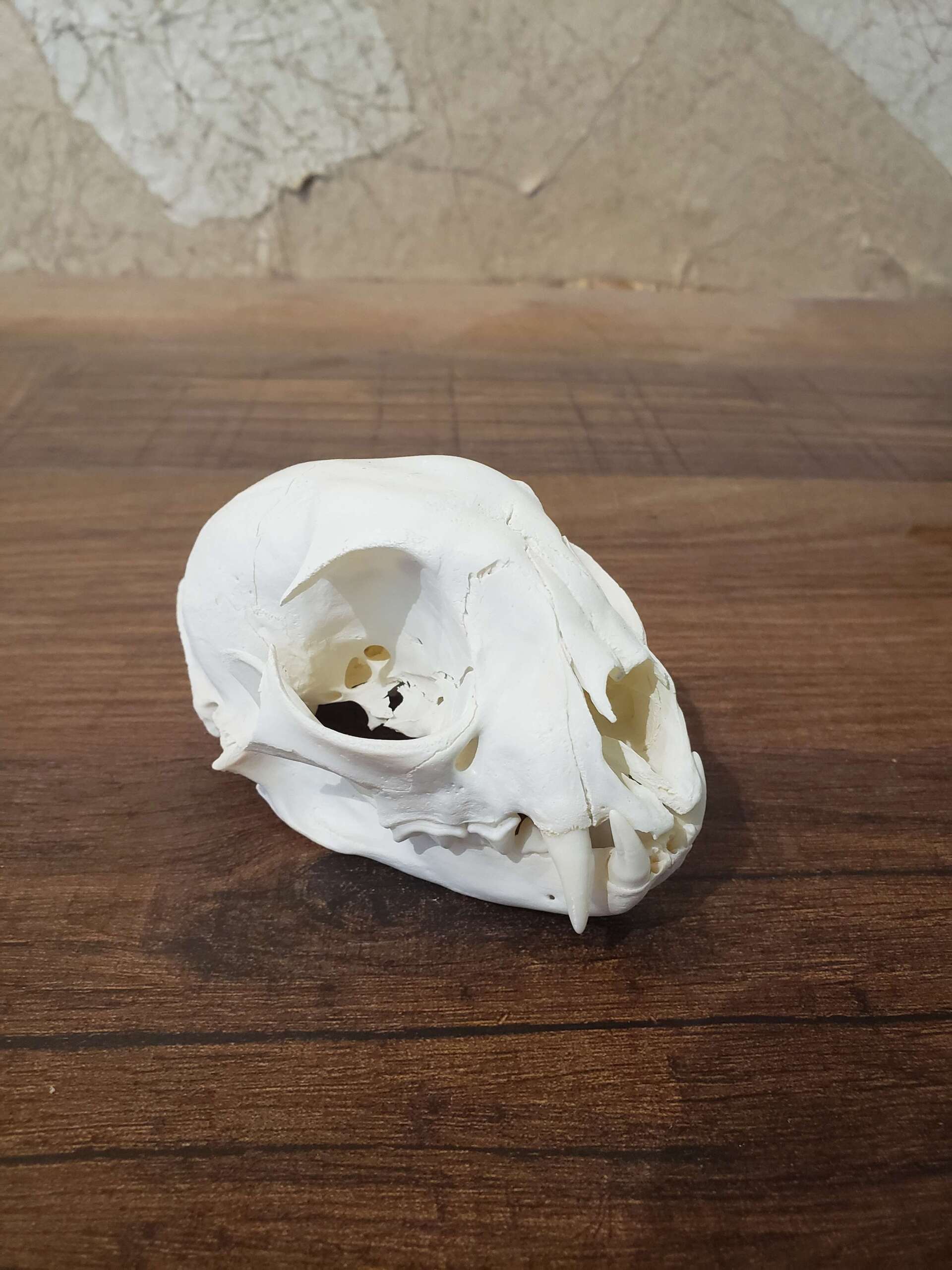 White animal skull on a wood surface, with eye sockets and teeth visible.