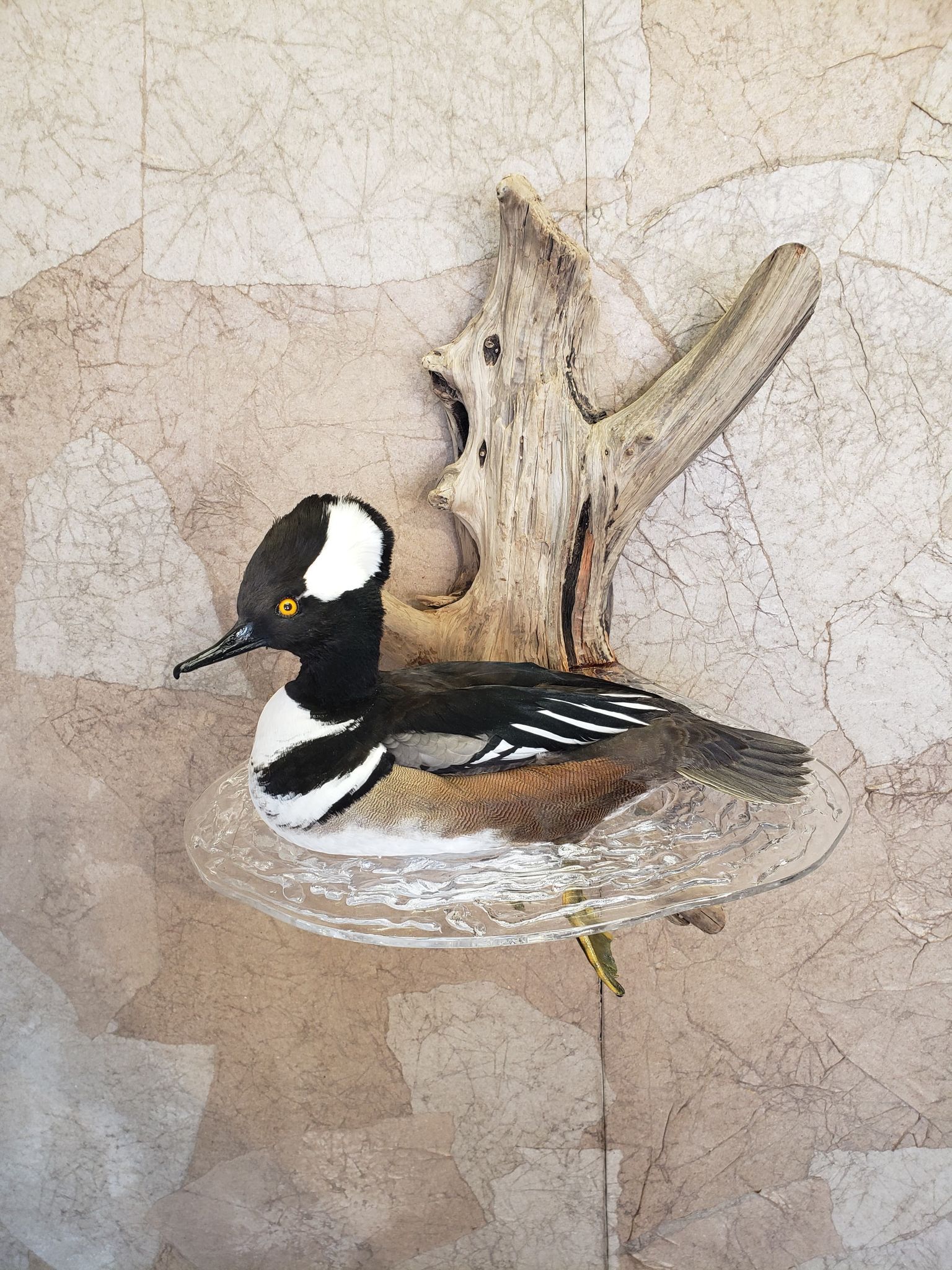 Taxidermied hooded merganser duck mounted on driftwood, on a brown and beige wall.