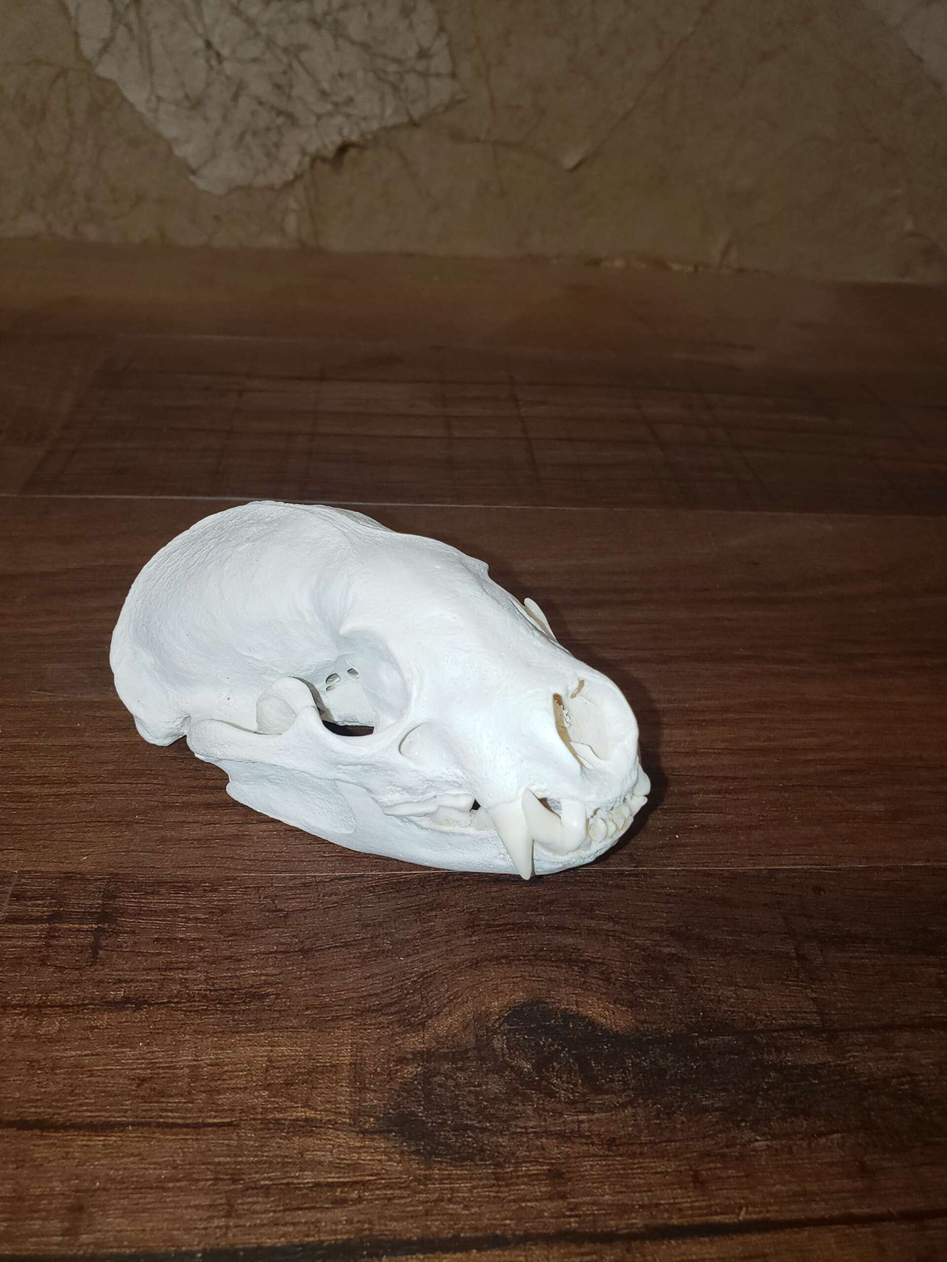 White skull on a wooden surface. The skull is likely from a small mammal, possibly a weasel or a ferret.