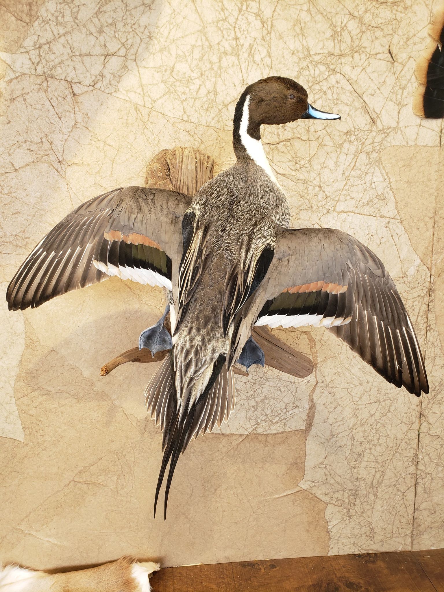 Taxidermied pintail duck with outstretched wings against a textured backdrop.