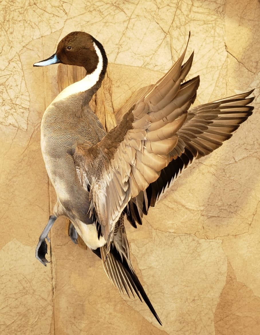Taxidermied male Northern Pintail duck with wings spread, mounted on a light brown wall.