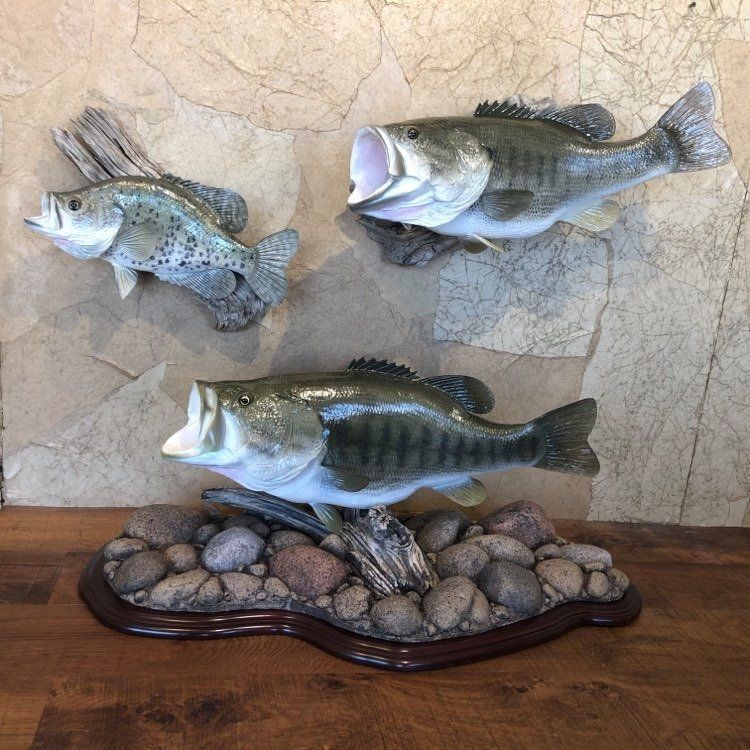 Three mounted fish sculptures on a stone wall; two bass with open mouths and one speckled trout.