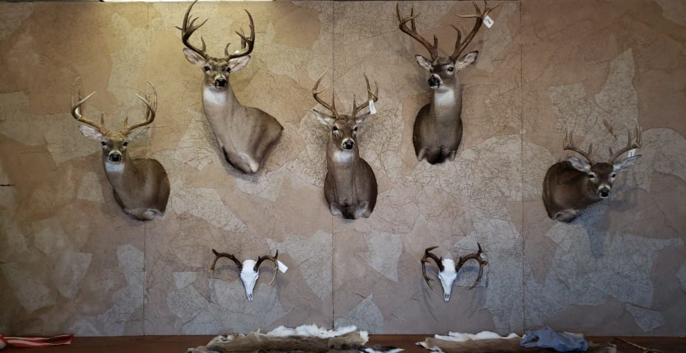 Six deer trophy mounts and two skulls on a textured wall with a table below.