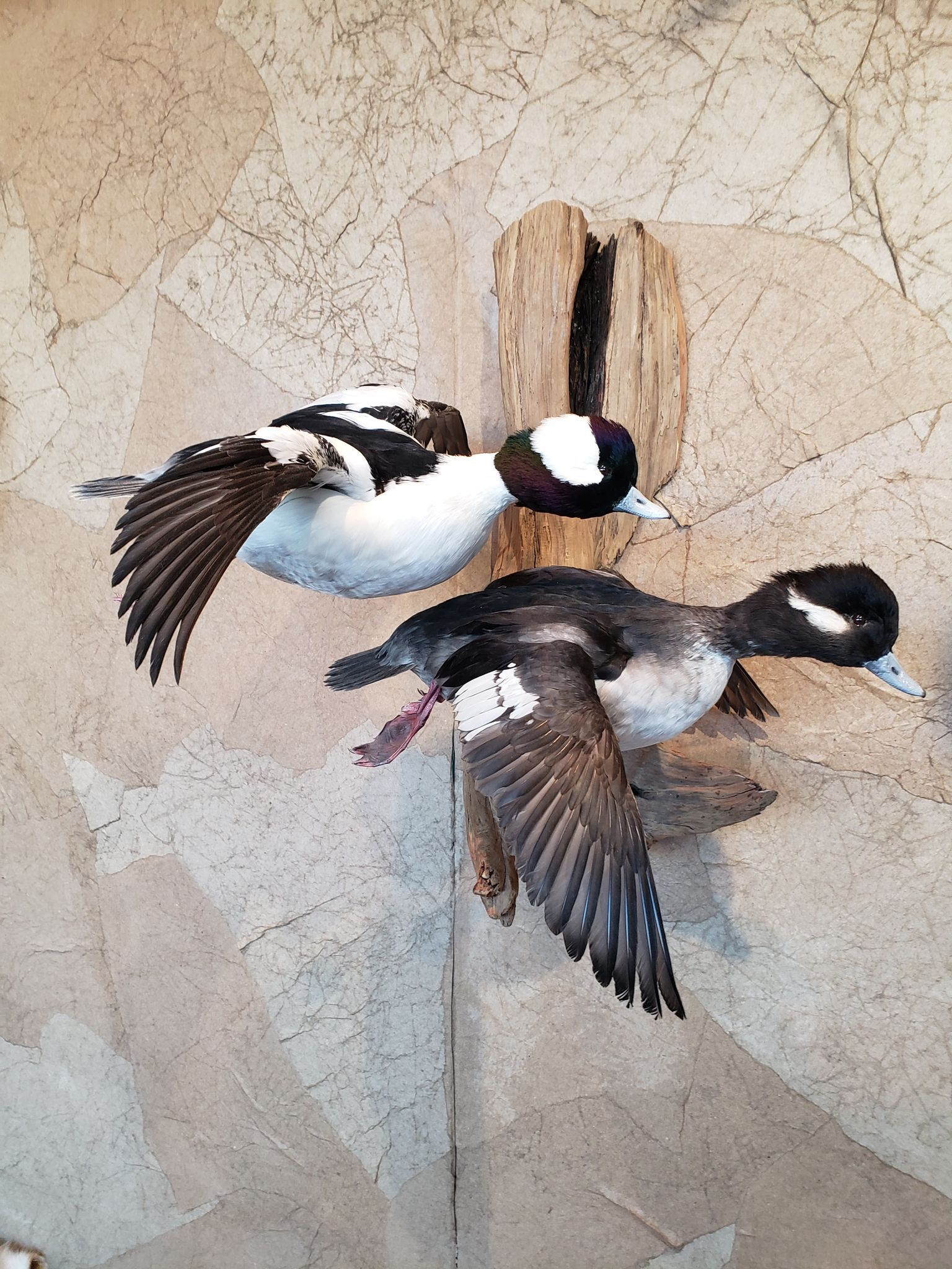 Taxidermied male and female bufflehead ducks in flight, mounted on a wooden background.