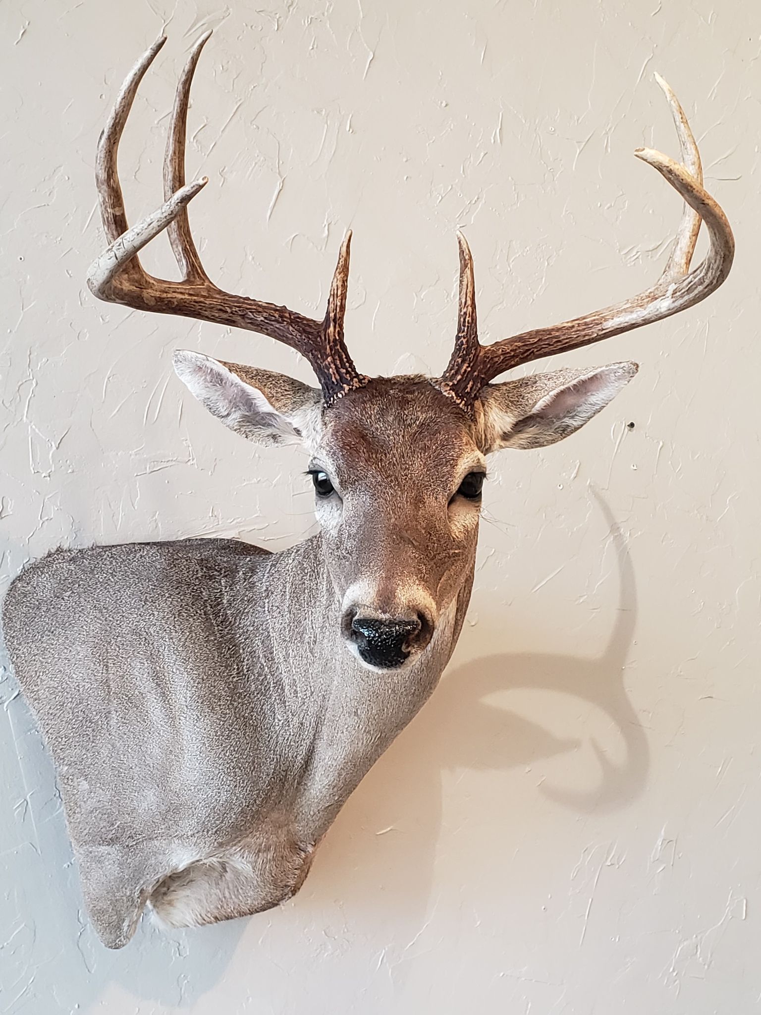 Taxidermied deer head mounted on a wall; brown antlers, gray fur, and a serious expression.