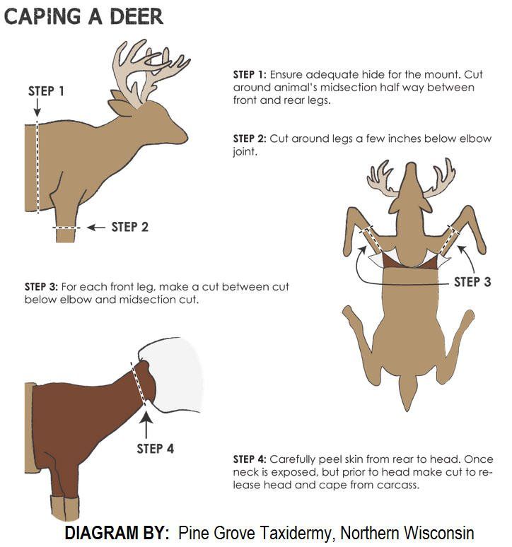 Diagram showing how to cape a deer for taxidermy.  Instructions with cutting lines for different steps.
