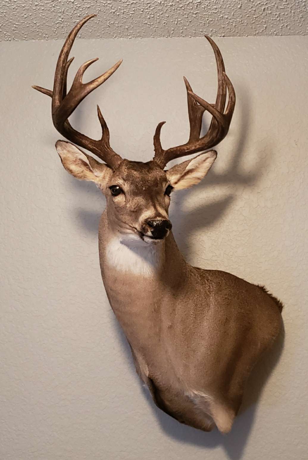 Taxidermied deer head with large antlers mounted on a light-colored wall.