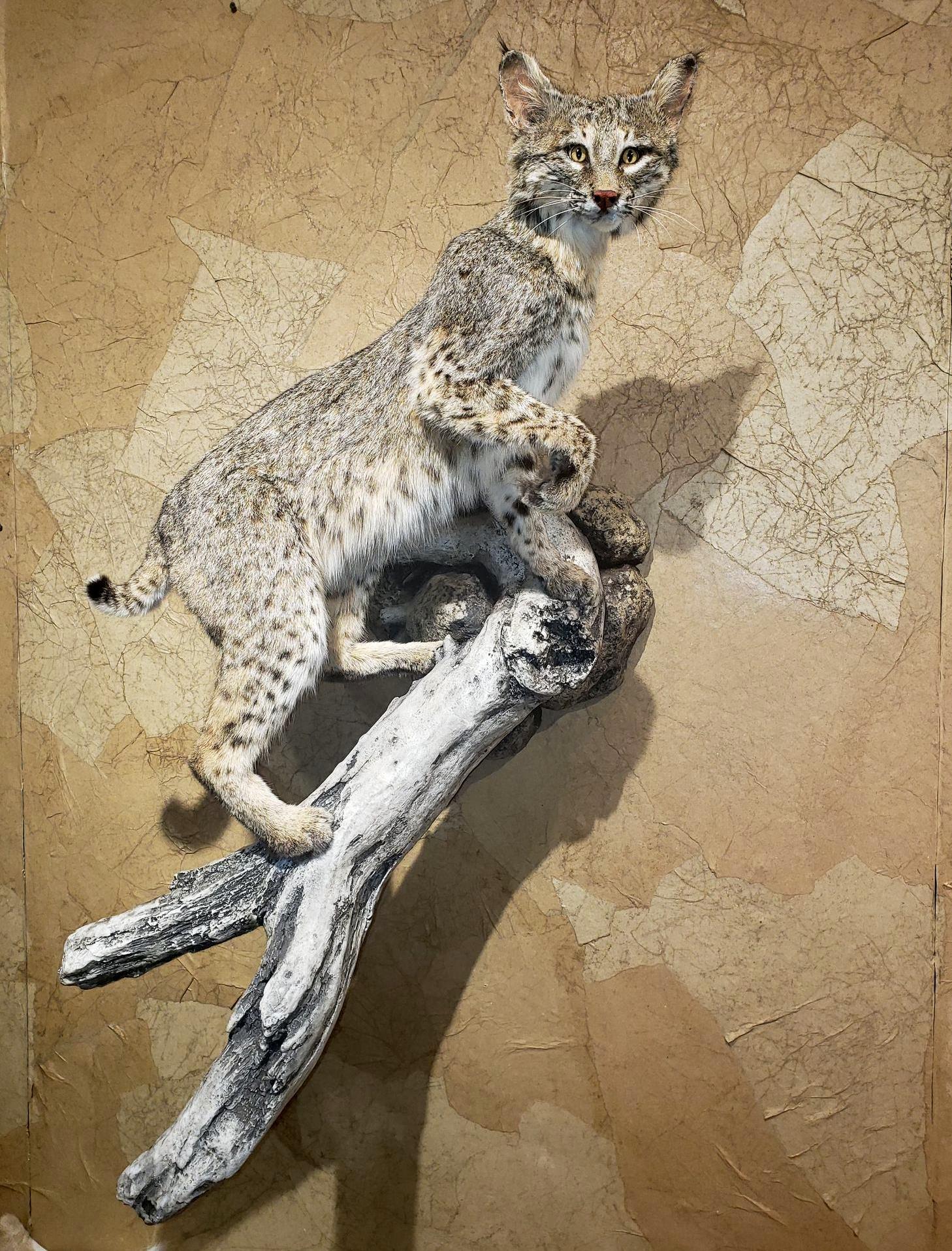 Bobcat taxidermy mount on a textured tan wall, posed on a painted branch.