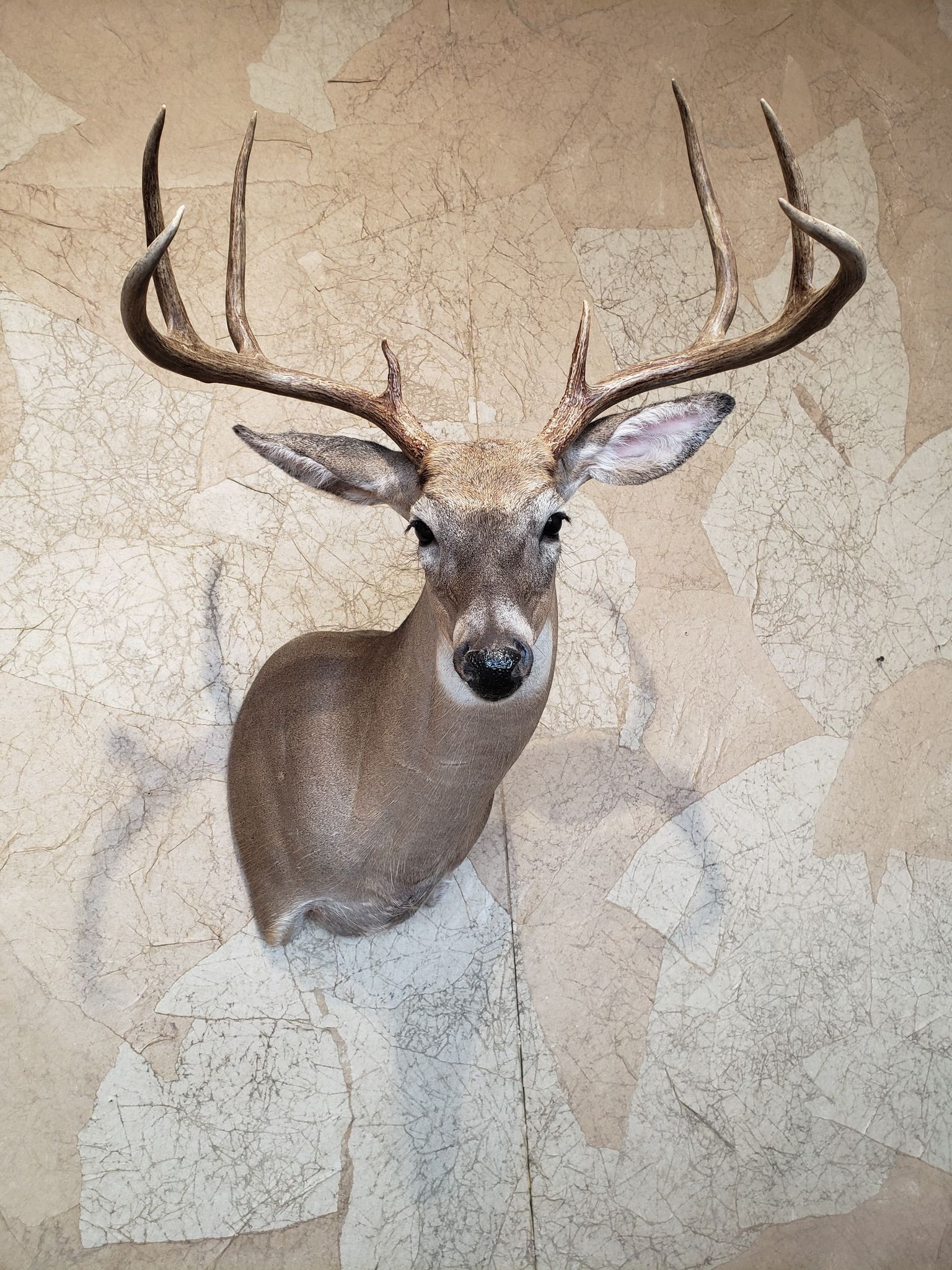 Taxidermied buck head with large antlers mounted on a textured wall.