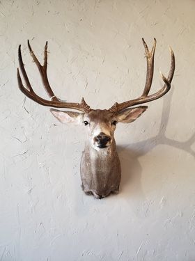 Deer taxidermy mount with large antlers on a textured gray wall.