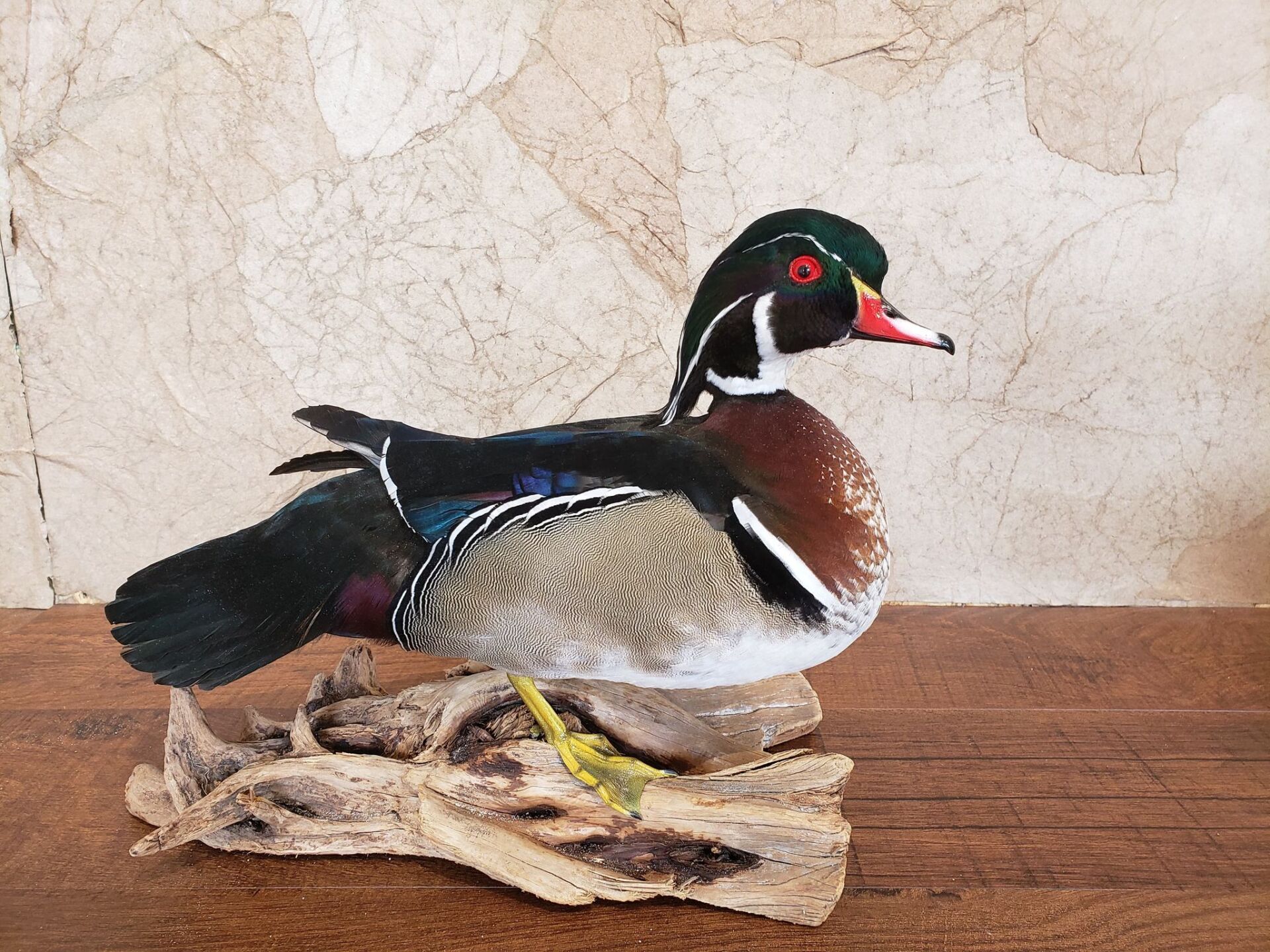 Taxidermied male wood duck with colorful plumage perched on driftwood.