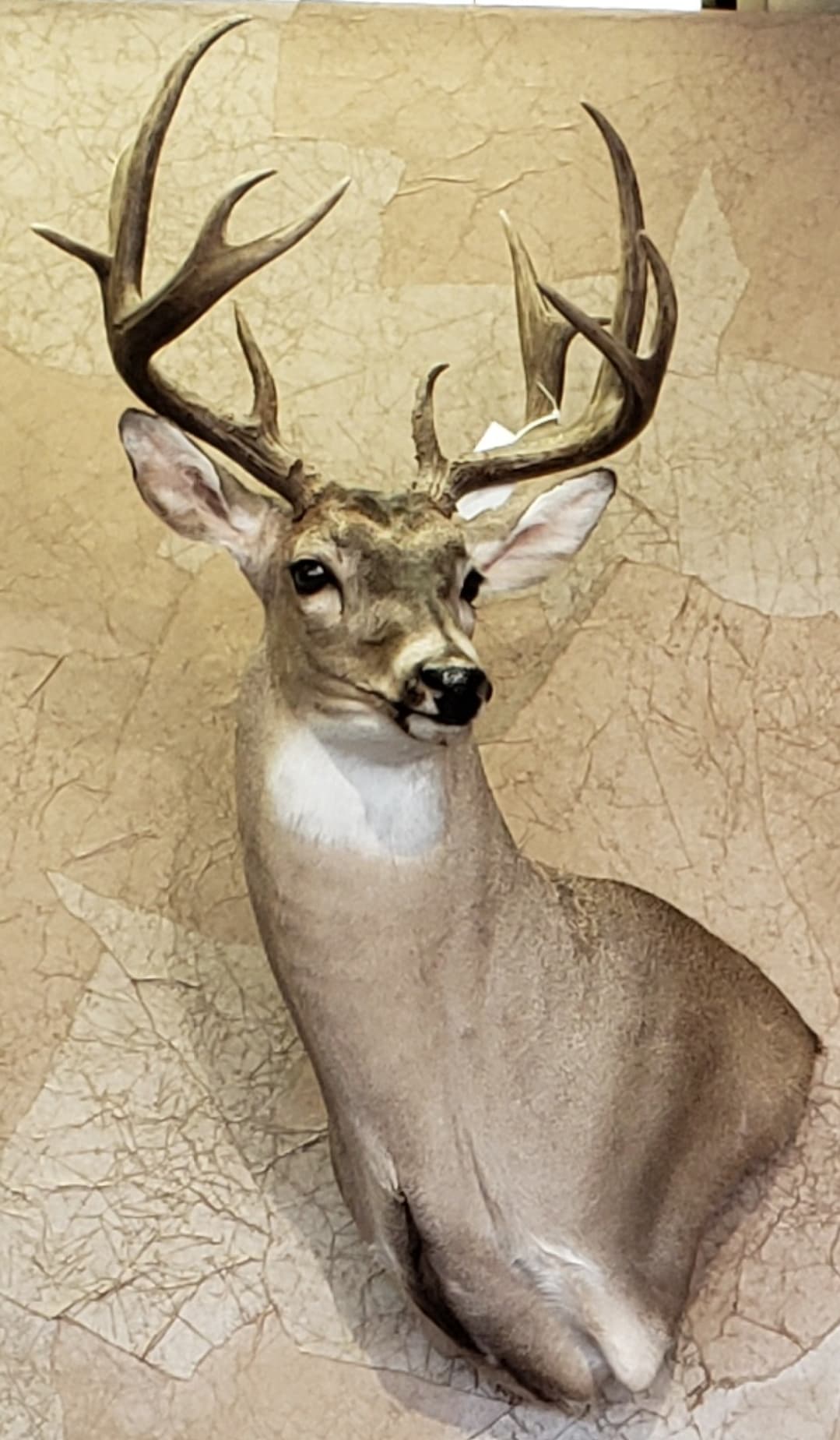 Taxidermied buck head mounted on a textured wall; tan fur, large antlers, brown eyes.