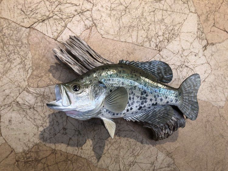 A mounted black crappie fish, gray and speckled, with open mouth, attached to driftwood on a mottled stone surface.