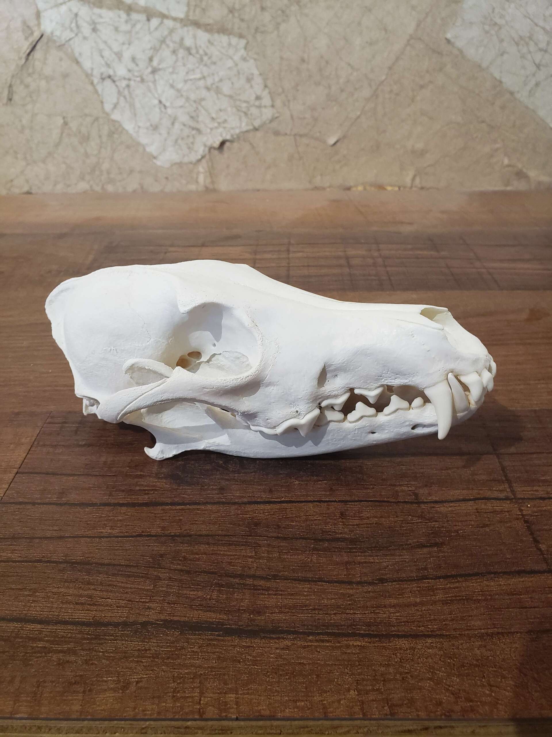 Side profile of a white animal skull with sharp teeth, resting on a brown wooden surface.