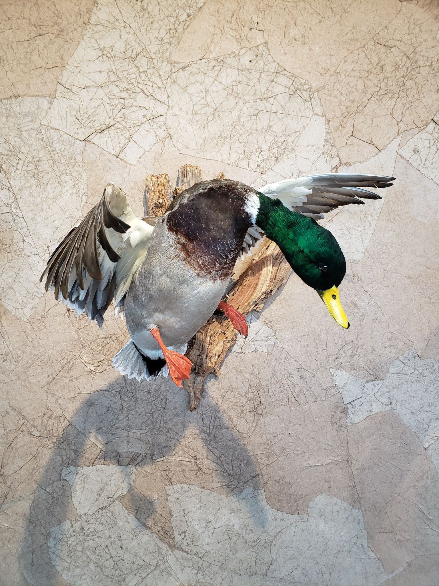 Taxidermied mallard duck with green head and open wings mounted on a textured wall.