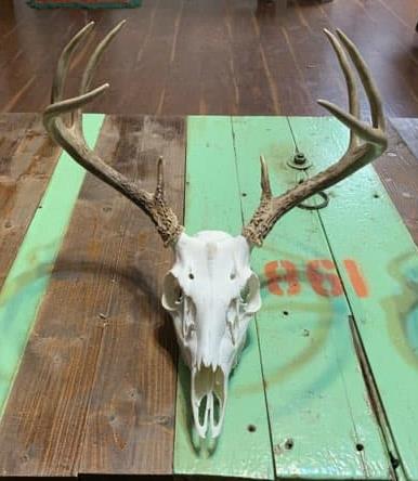 Deer skull with antlers on a green and brown wooden surface.