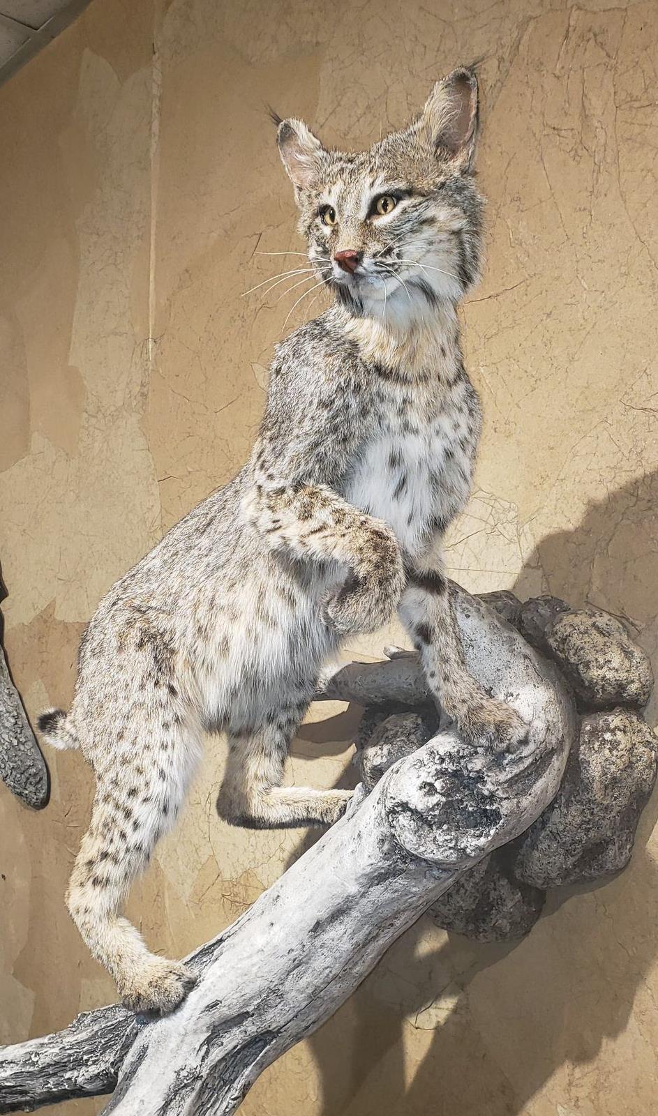 Taxidermied bobcat perched on a faux tree branch against a tan wall.