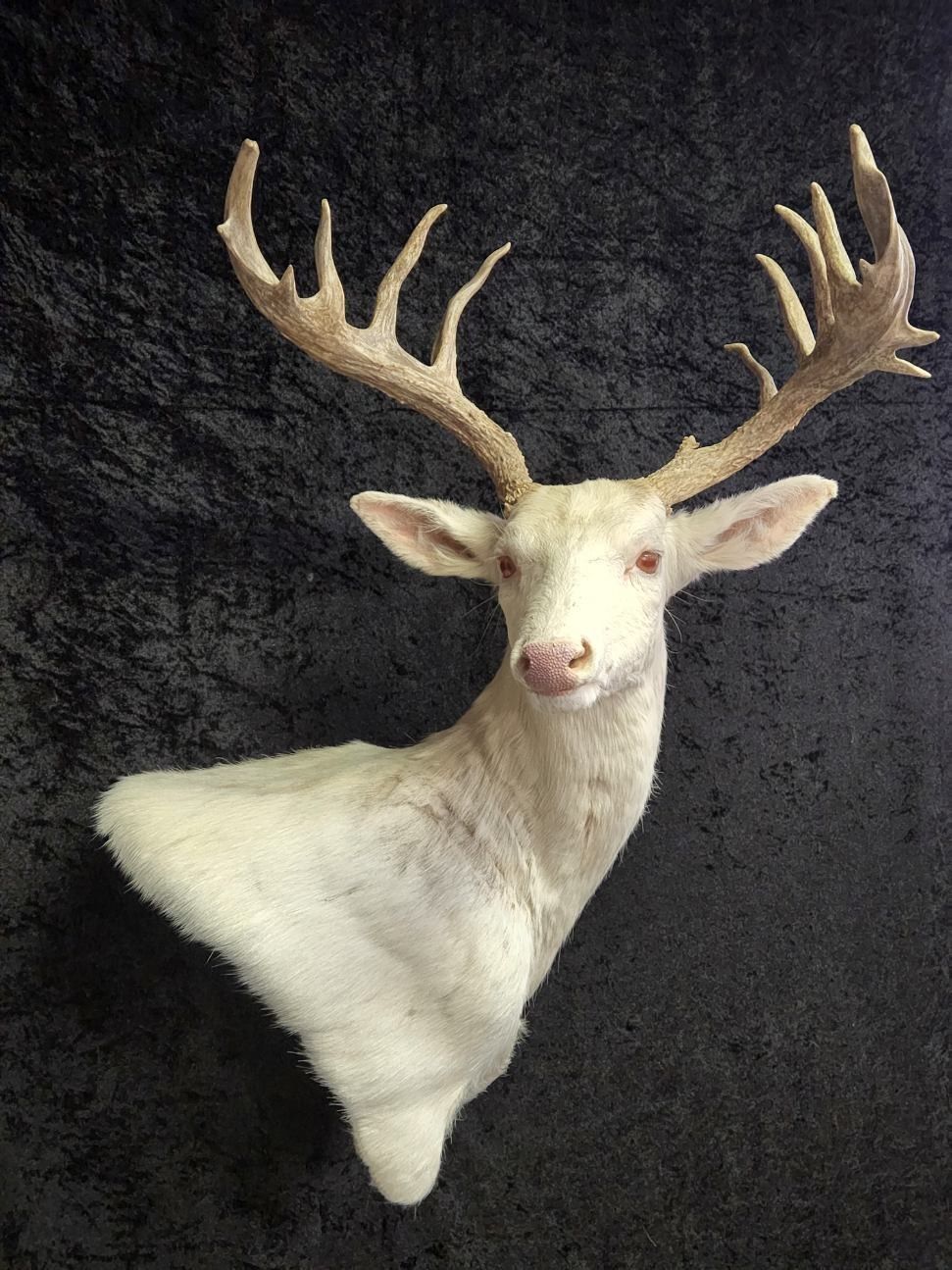 Mounted albino deer head with large antlers against a dark backdrop.