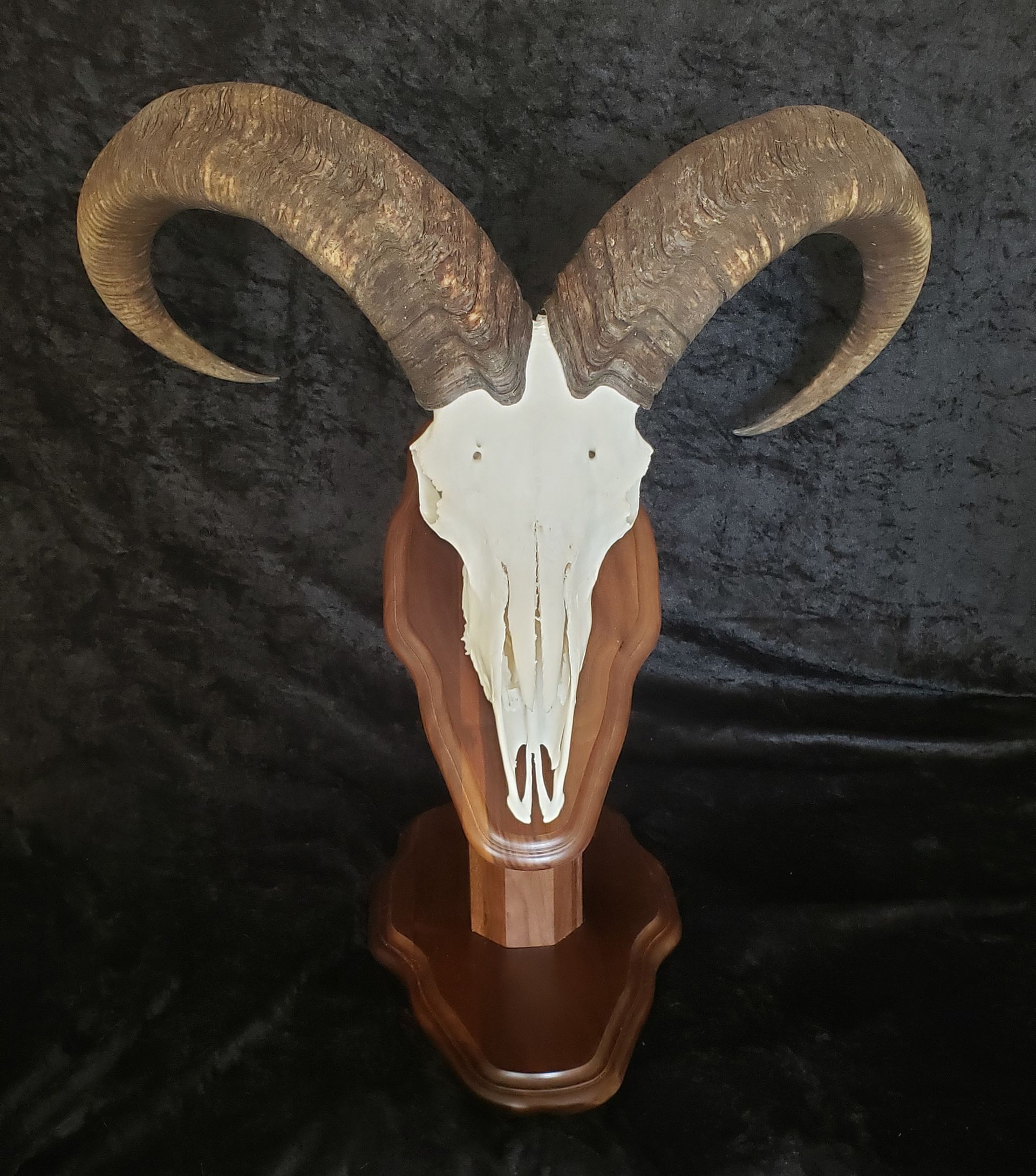 Ram skull with large, curled horns mounted on a wooden plaque.
