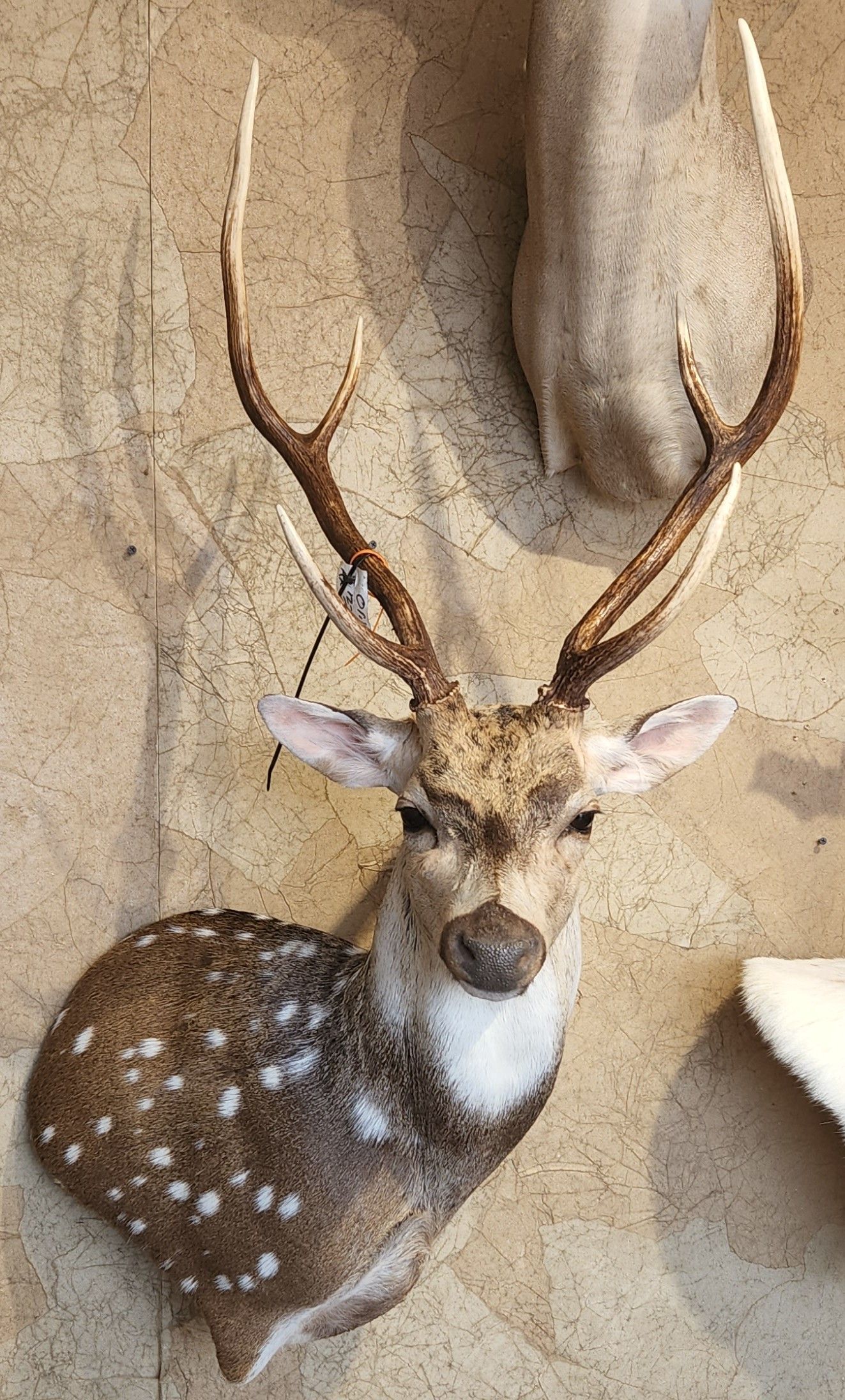 Taxidermied spotted deer head with large antlers mounted on a tan wall.