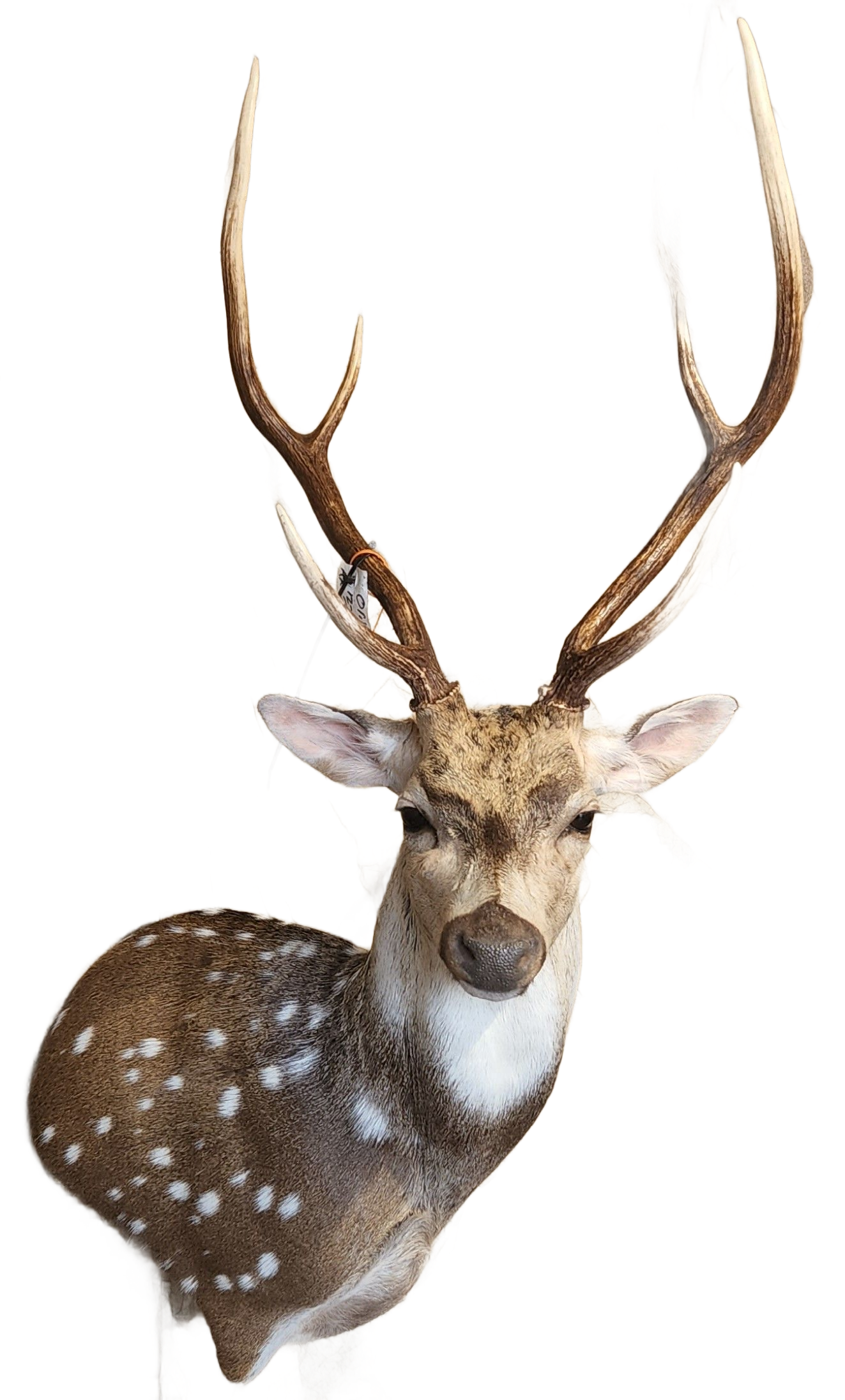 Taxidermied spotted deer head with large antlers.