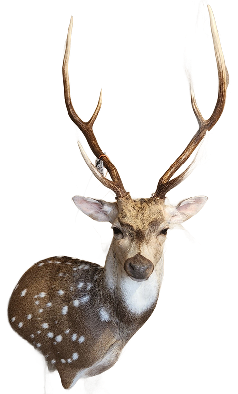 Taxidermied spotted deer head with large antlers.