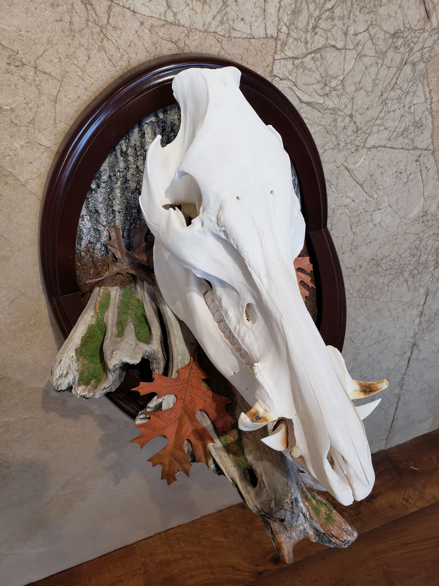 Boar skull mount on a wooden plaque, decorated with leaves and driftwood.