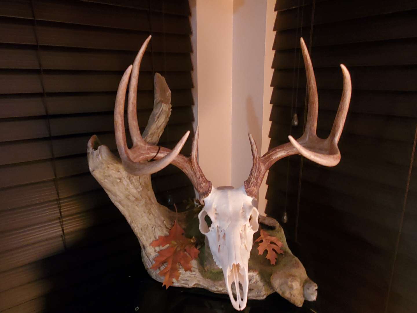 Deer skull mount with large antlers, mounted on a driftwood base, with fall leaves, indoors.