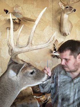 Man examines deer mount with large antlers, other taxidermy on the wall.