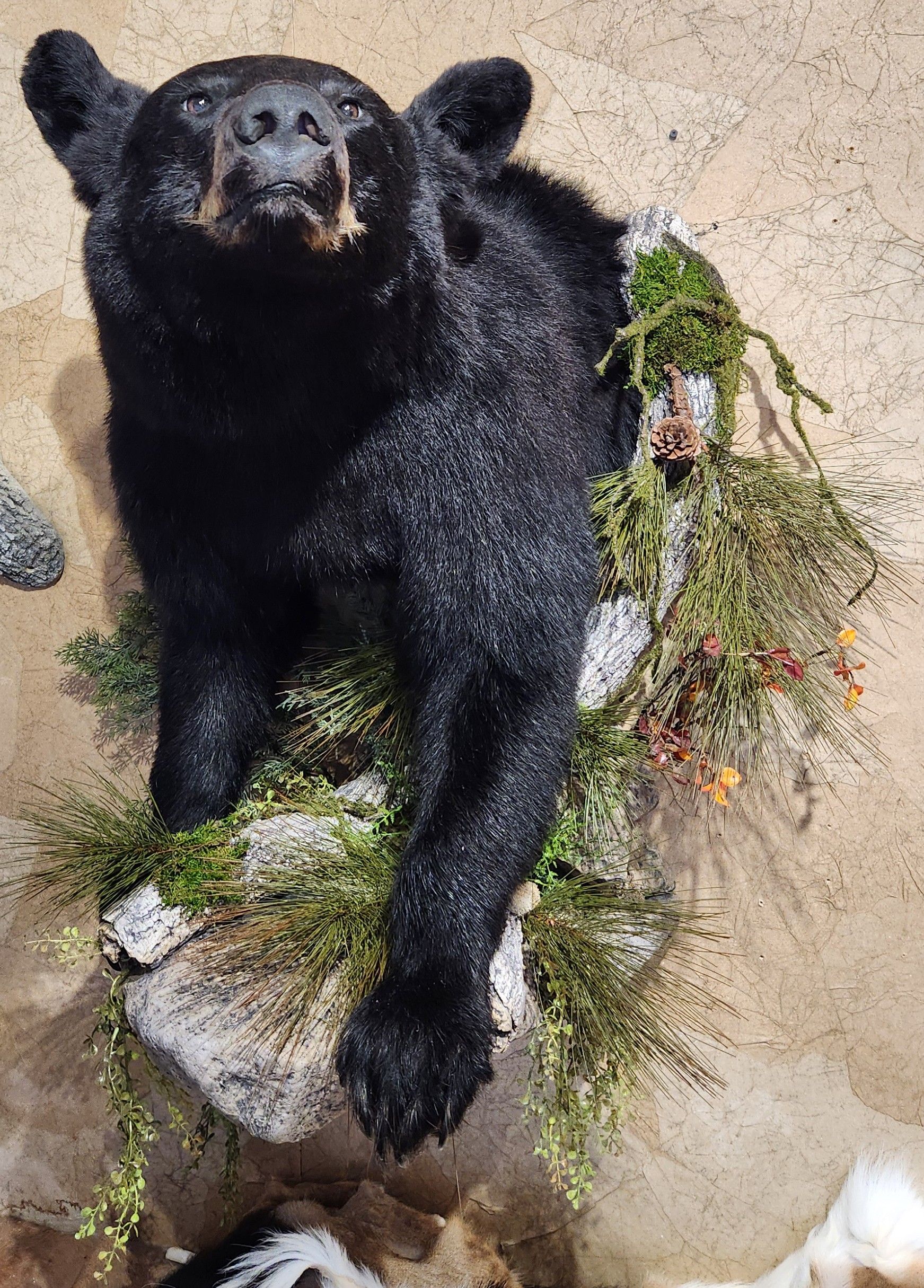 Black bear taxidermy mount with head and front legs extending from a rock, greenery, beige wall.