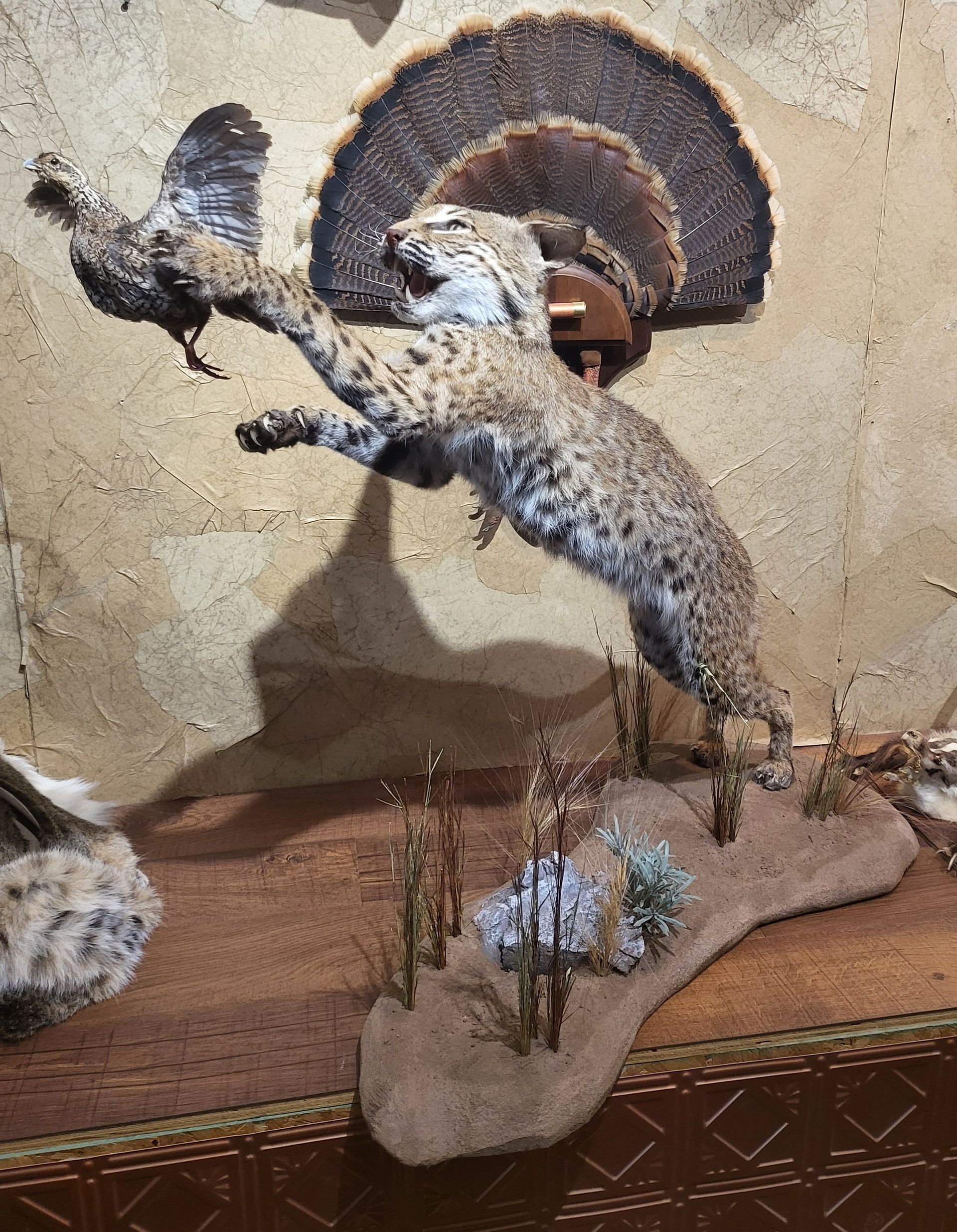 A taxidermied bobcat leaping to catch a bird, mounted on a textured wall.