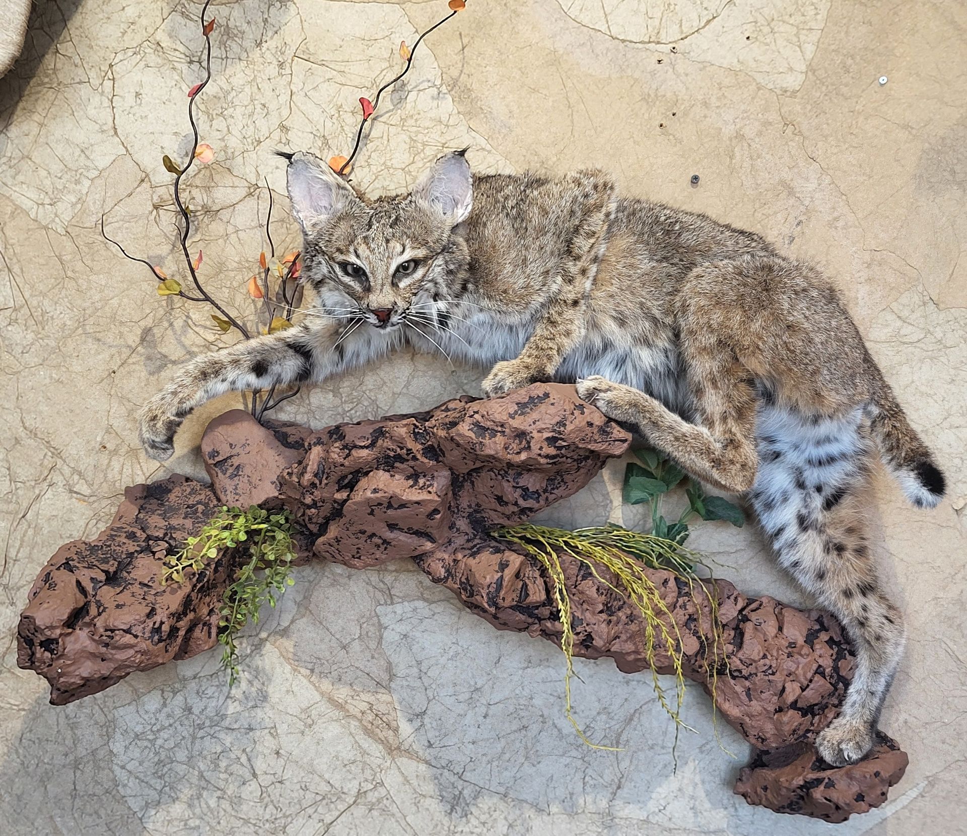Bobcat taxidermy mount on textured wood, posed looking forward, on light-colored wall.