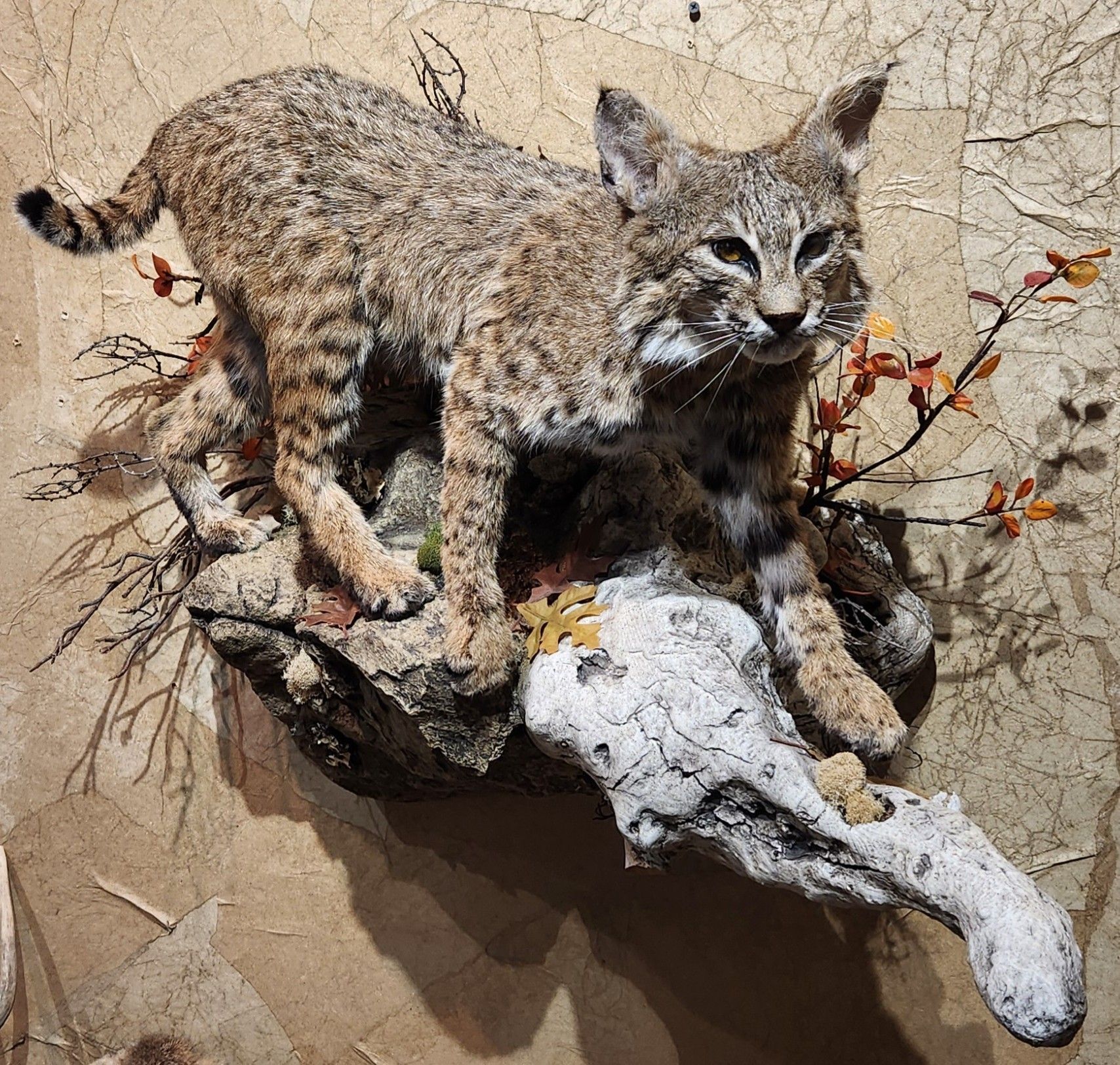 Bobcat taxidermy mount, perched on a branch with foliage, against a textured wall.