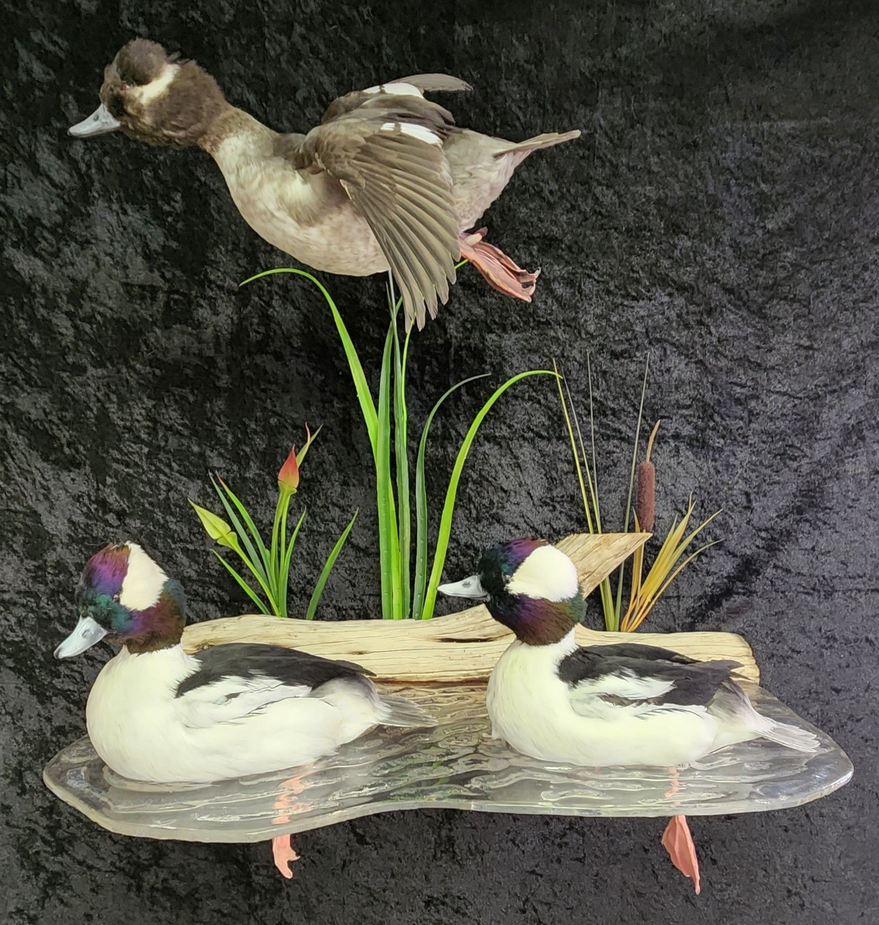 Taxidermied bufflehead ducks on a rustic platform, one in flight, two resting, against a dark backdrop.