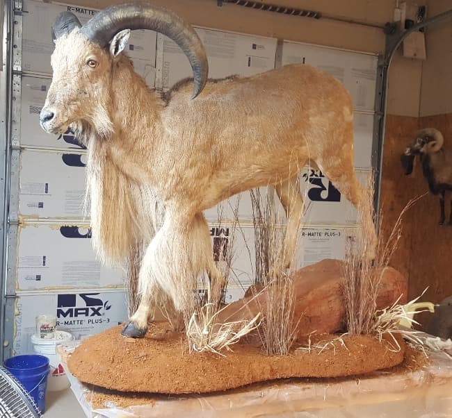 Taxidermied Aoudad sheep with large curved horns and shaggy tan coat. Mounted on a textured base with grass.