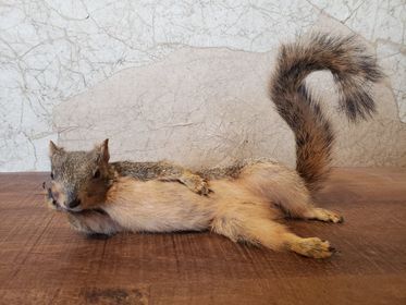 Taxidermied squirrel lying on a wooden surface with its tail curled up.