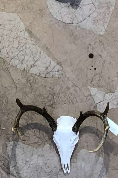 Deer skull with antlers mounted on a textured, mottled background.